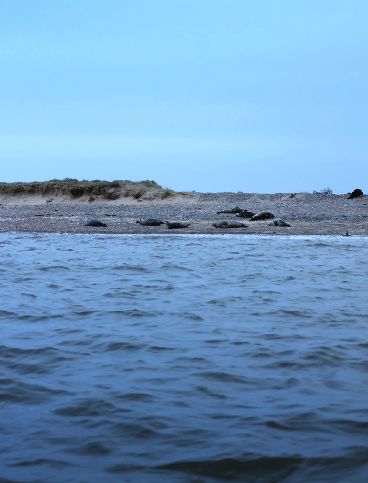 1. Can you spot the seals.jpg