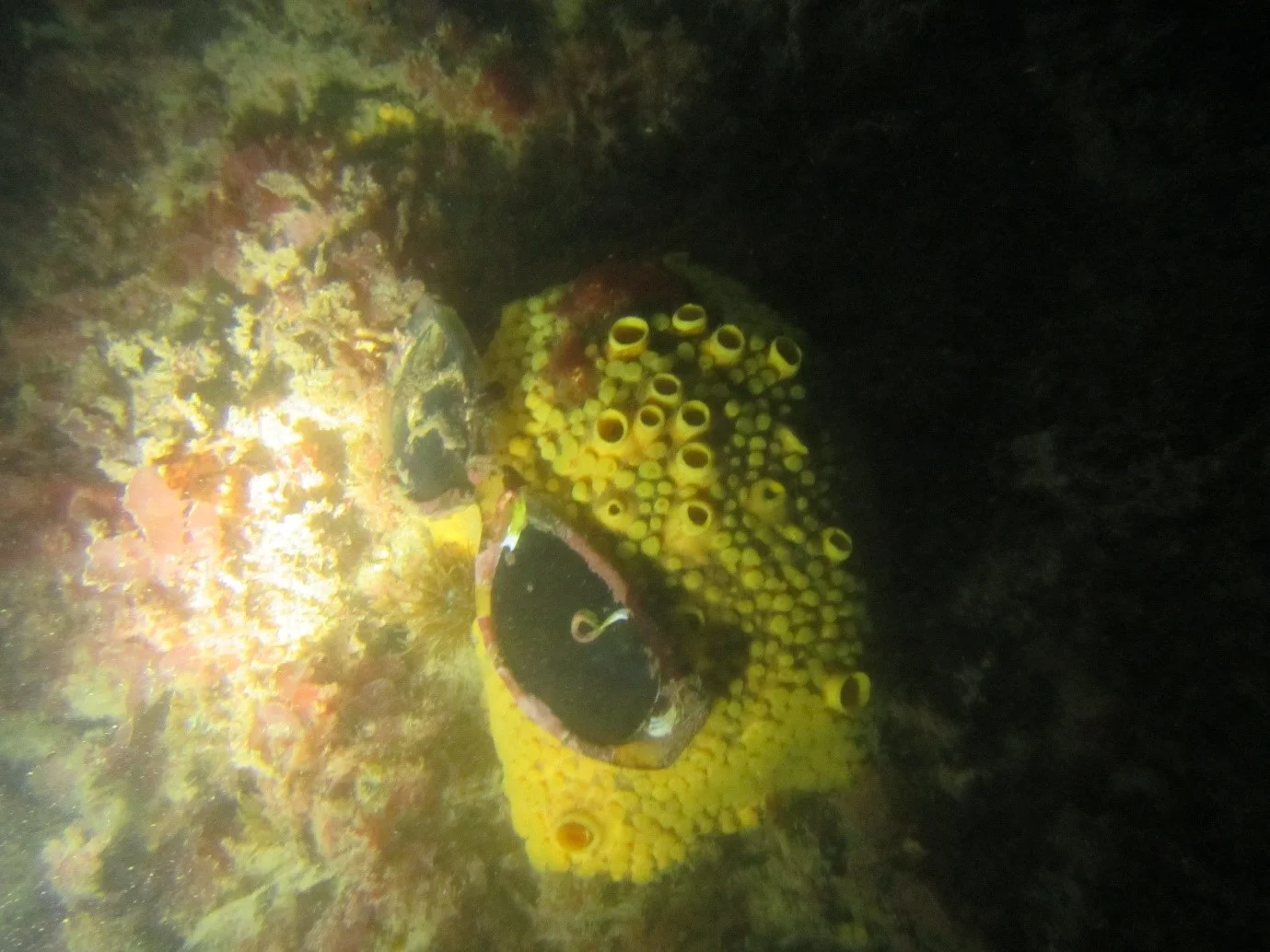 Night dive 4.jpg