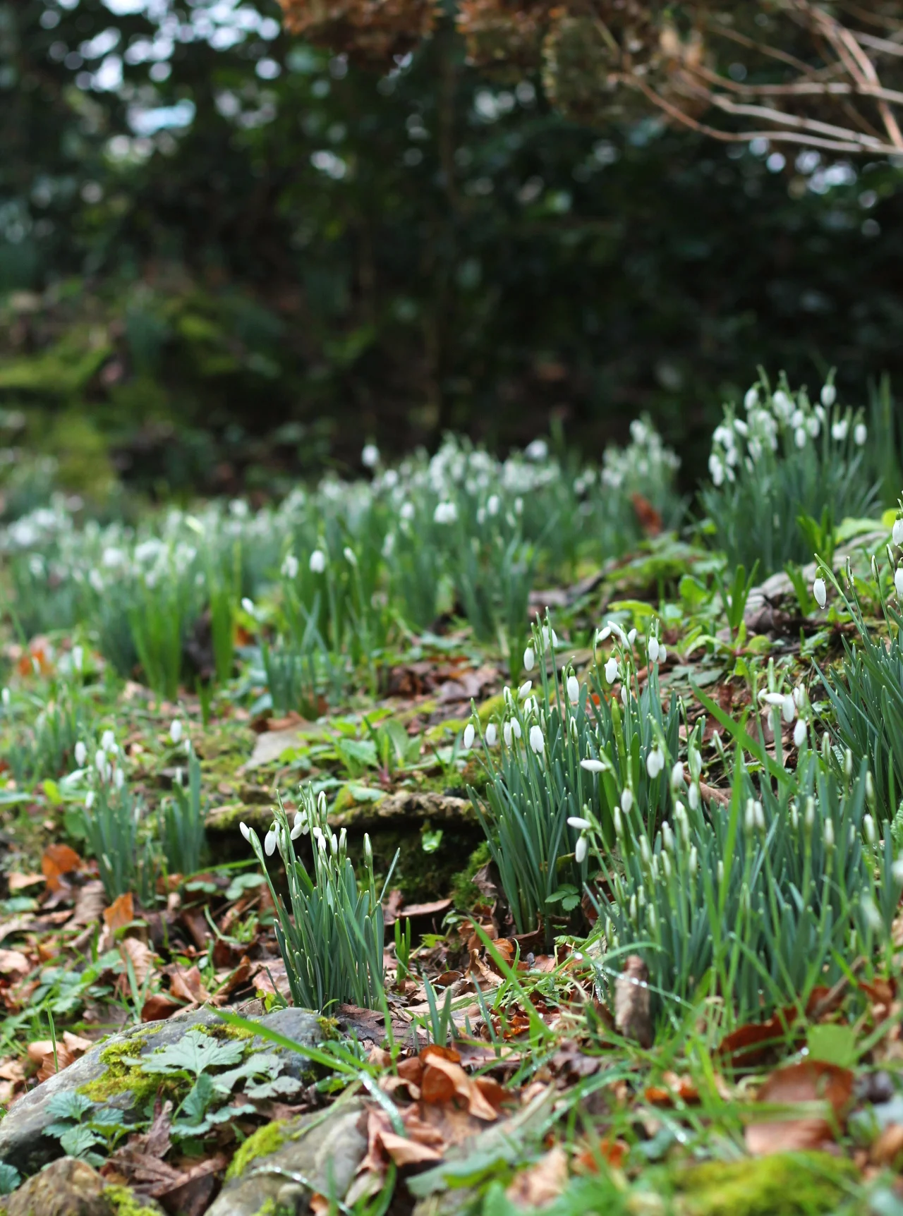 2. Pretty snowdrops.jpg