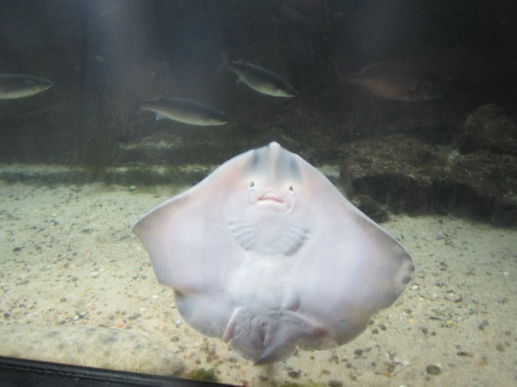 The National Marine Aquarium A Photoblog Mylifewithplym The National Marine Aquarium A