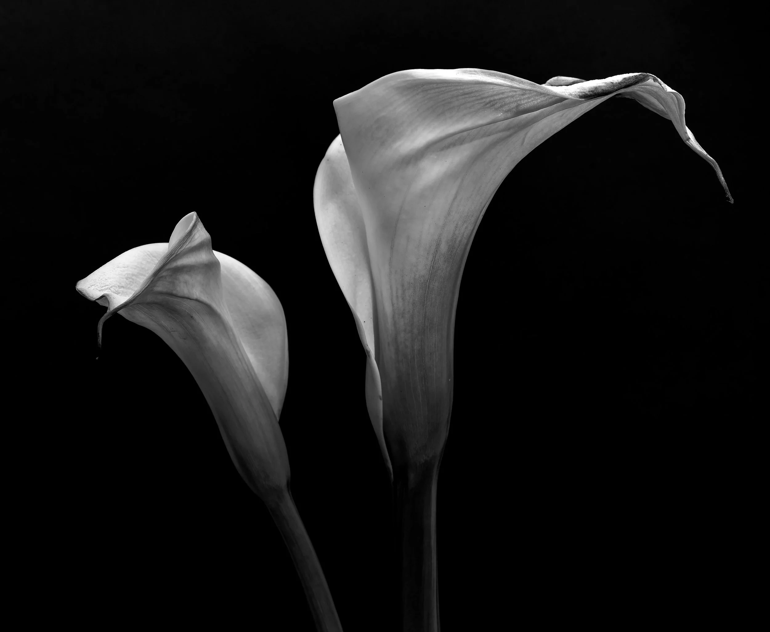 Cala Lily study II