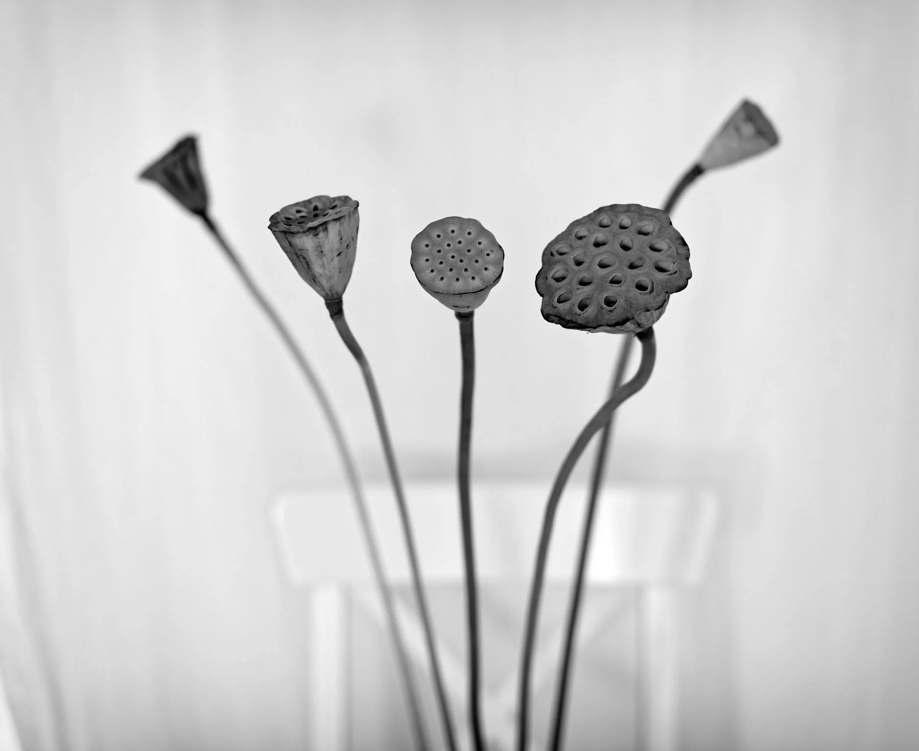 Lotus study I