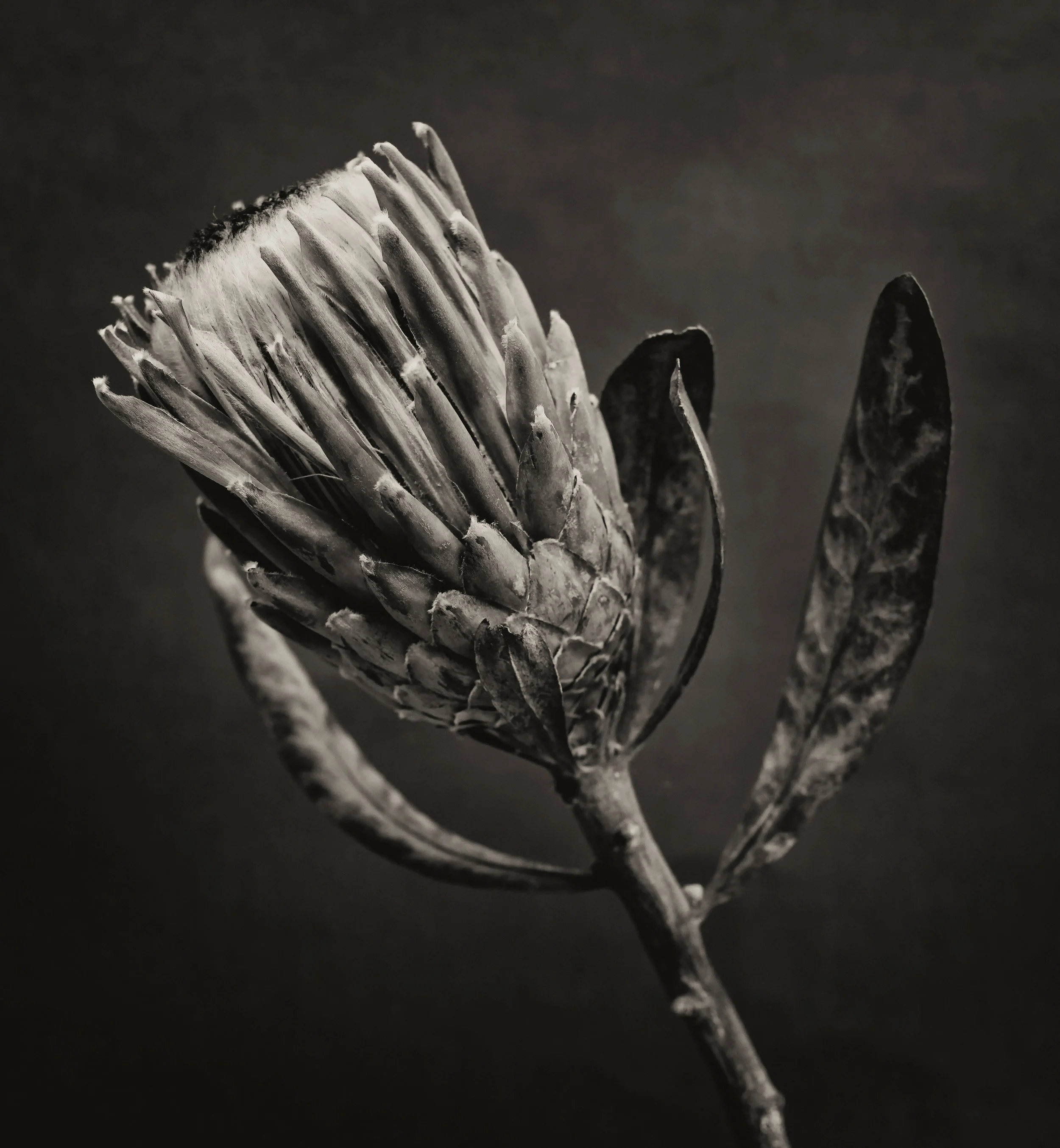 Proteas study I