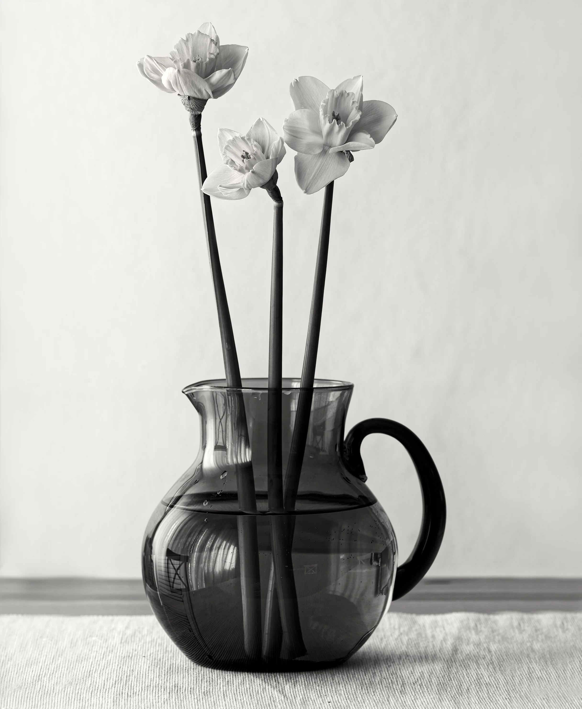 daffodil3-BW-191117-trim.jpg
