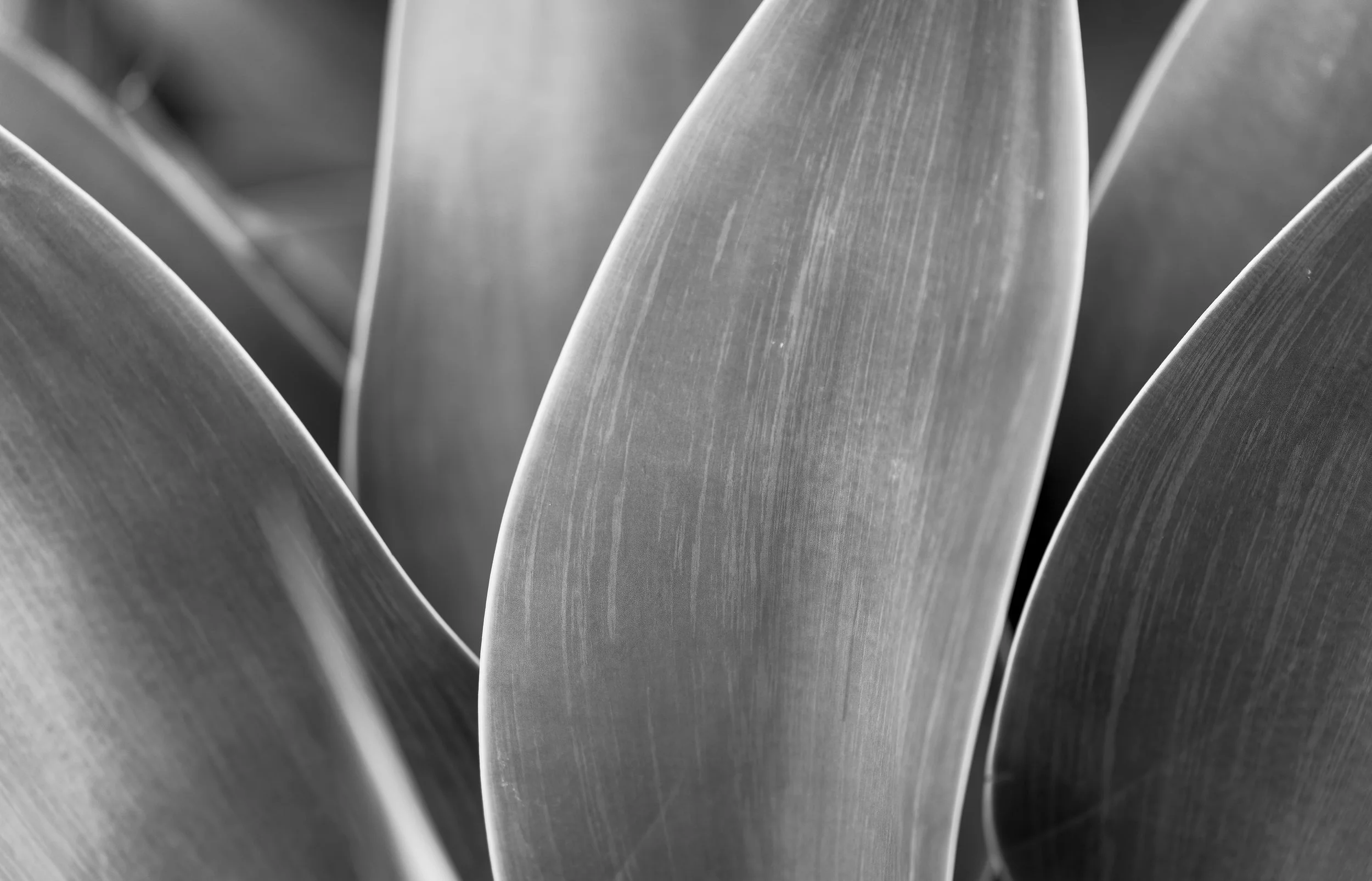 cactus_abstract1-trim.jpg