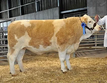 Sales British Simmental Cattle Society