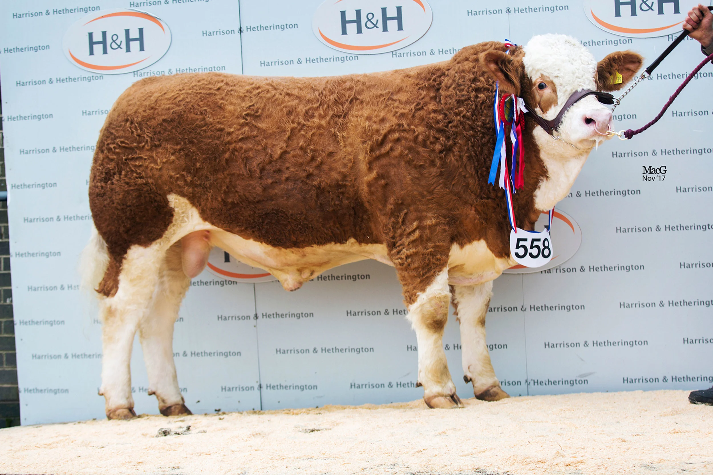 Thursford Hero - Senior Male Champion & Reserve Senior Champion (pictured at the Agri Expo 2017)