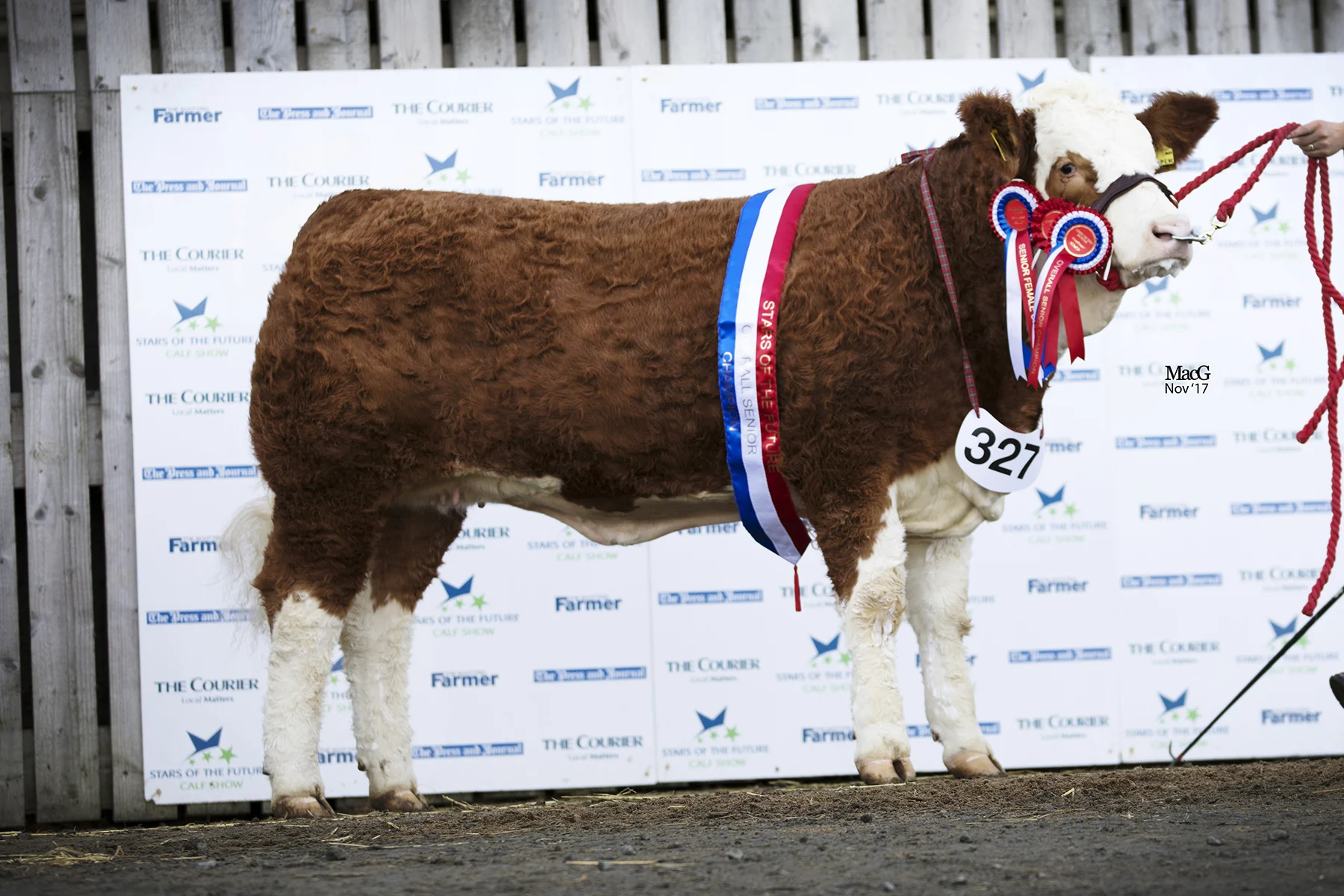 Islavale Harper - Senior Champion & Senior Female Champion