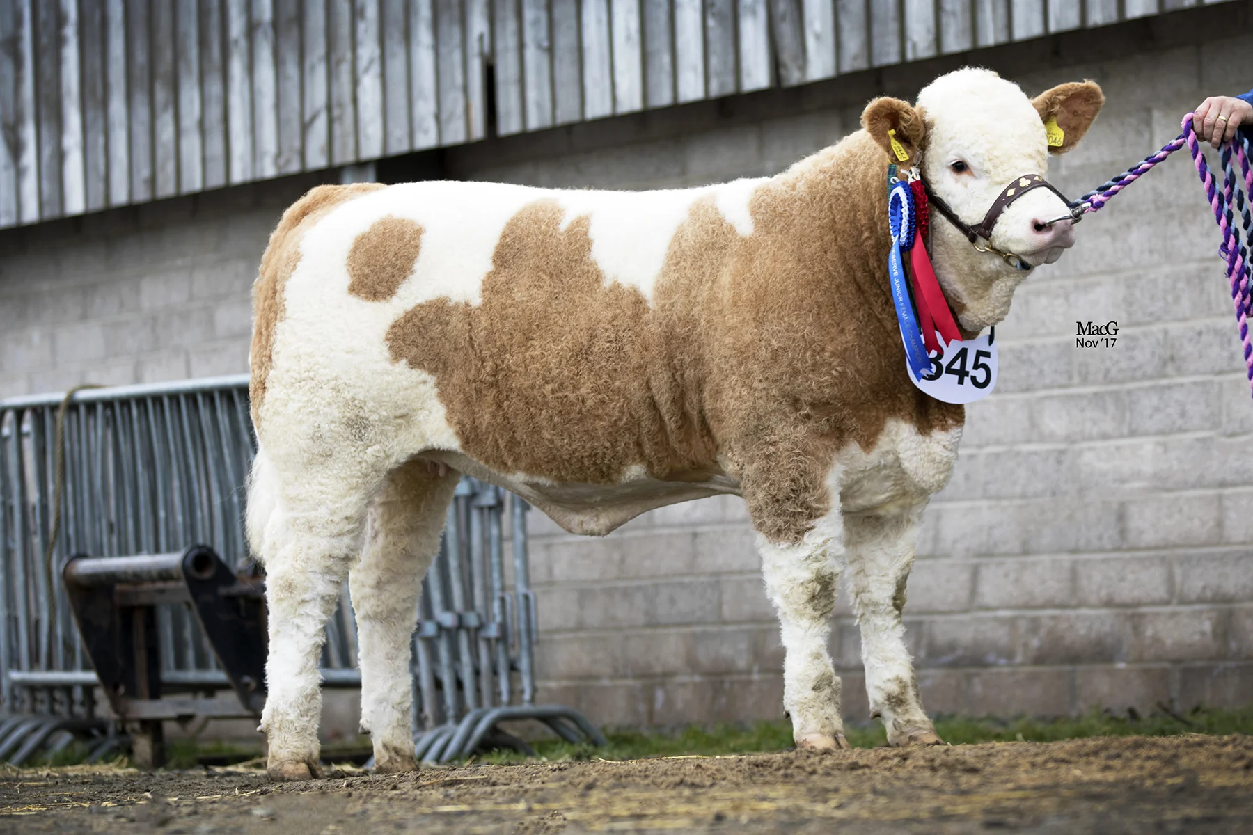 Castlewigg Empire Stella - Reserve Junior Female Champion