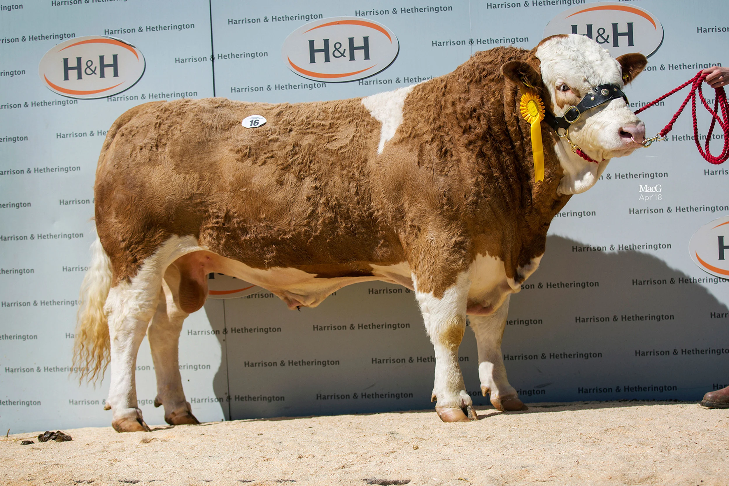 Chestermann Horatio 16