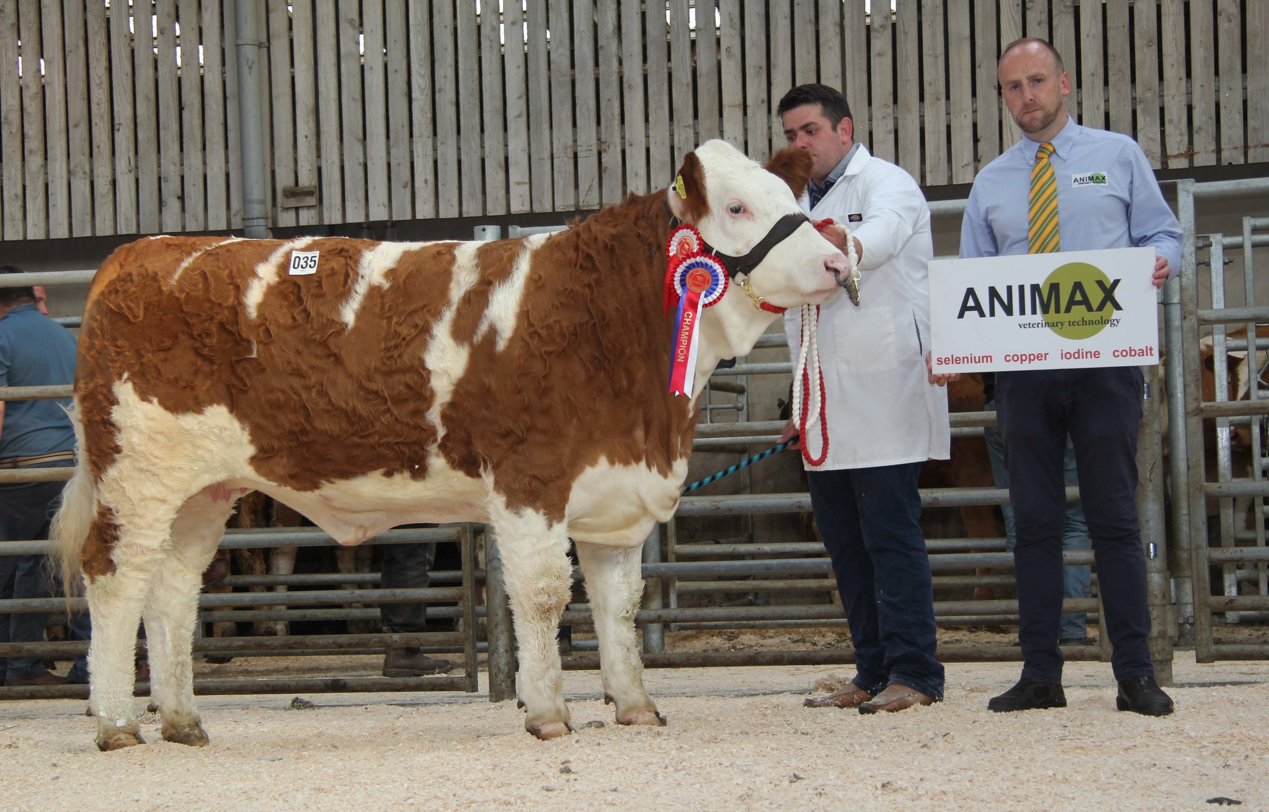 Richard McKeown exhibited the female champion Castlemount Angela 2nd on behalf of Duncan McDowell, Newtownards. Addiing his congratulations is Neill Acheson, Animax, sponsor.
