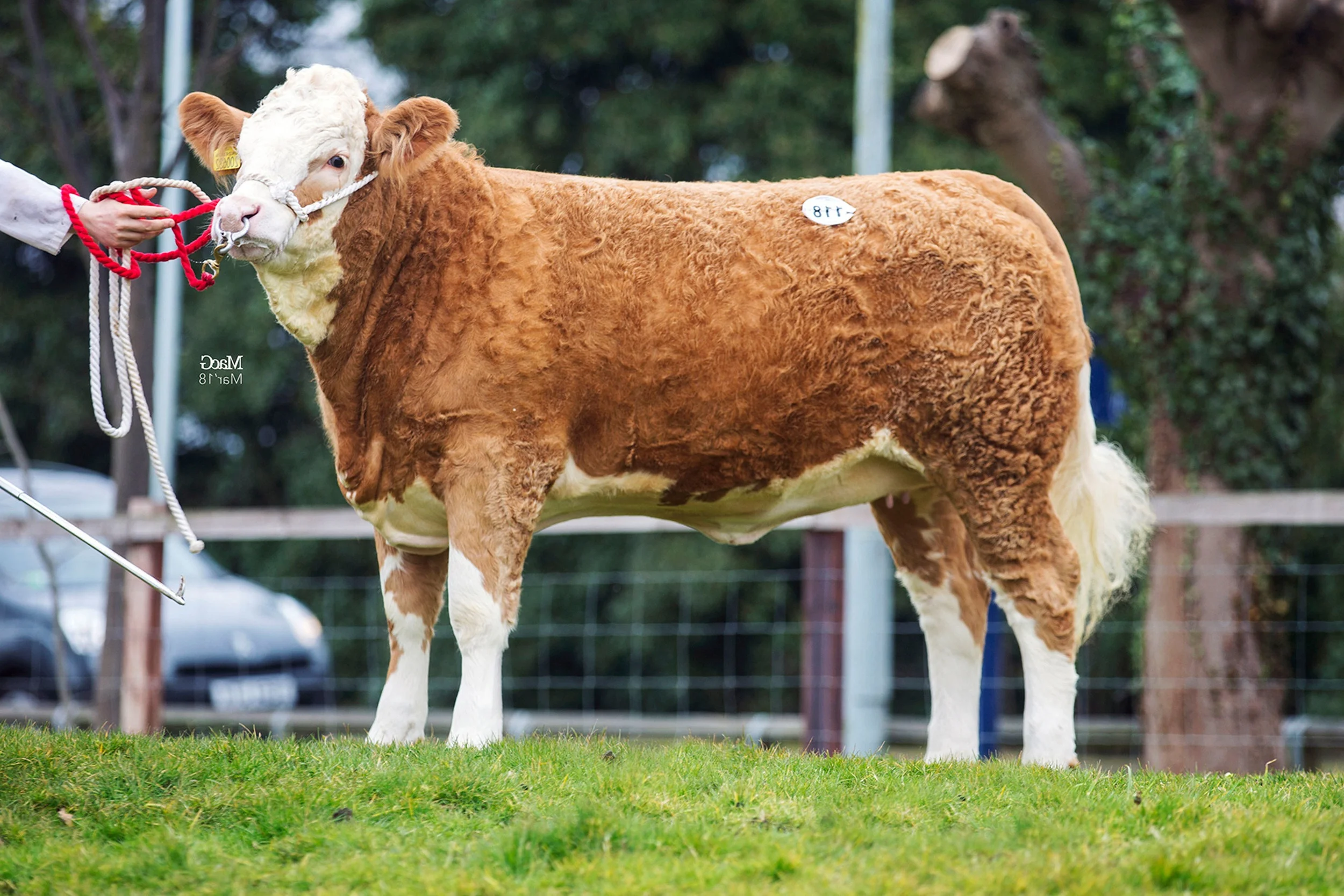 118-Heathbrow-Indigo-3800gns-7351.jpg