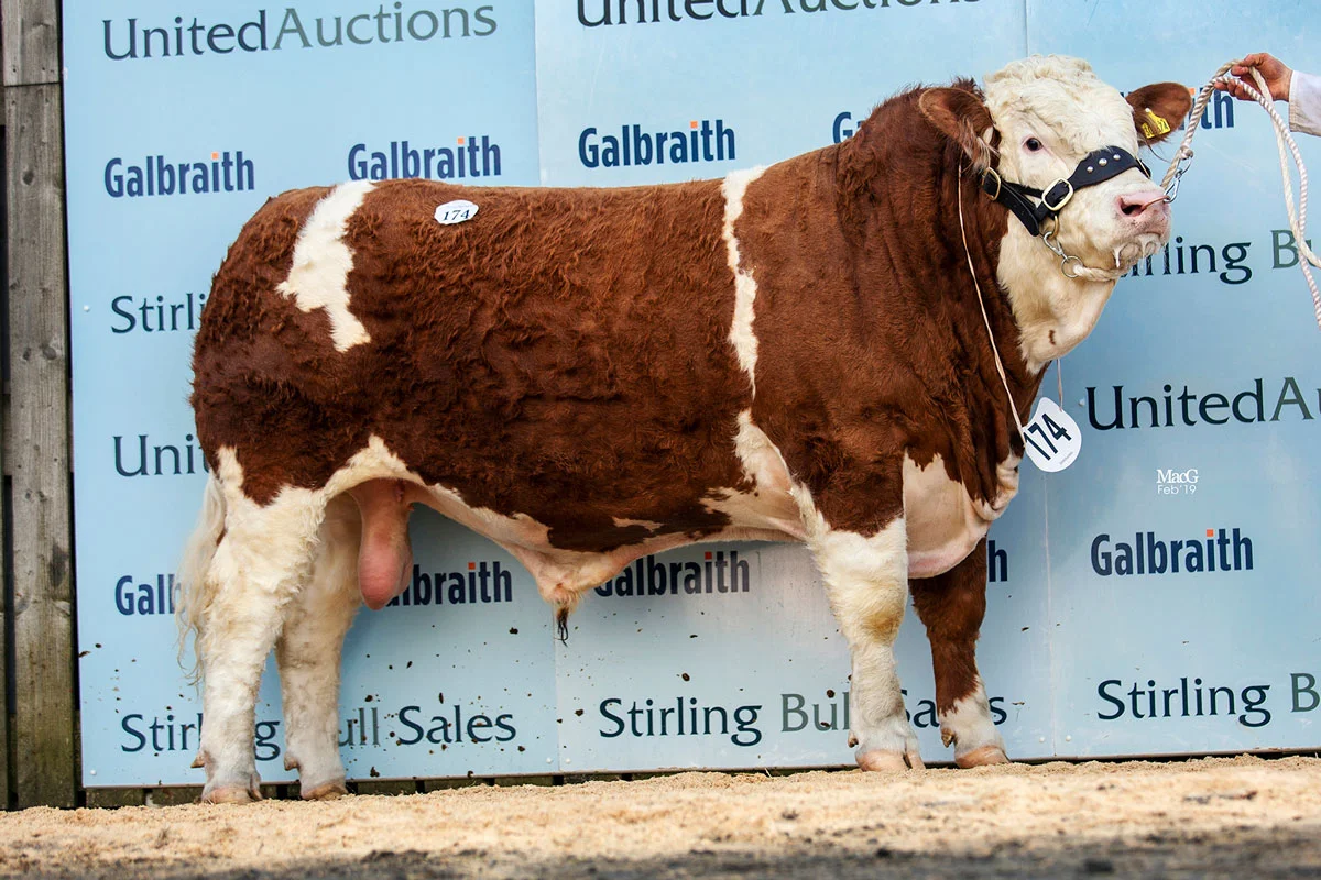 174-Blackford-Island-Warrior-11,000gns-6549.jpg