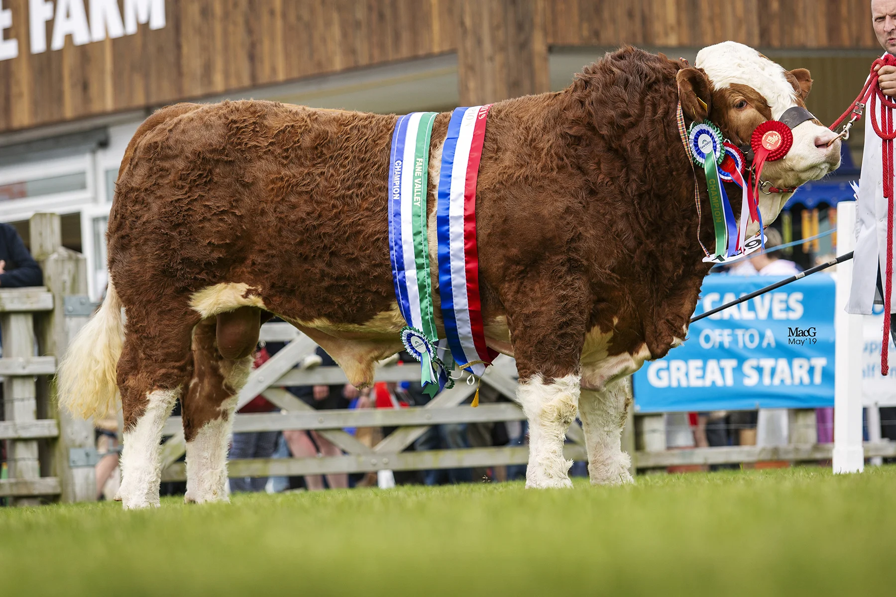 Junior Champion, Male Champion and Supreme Overall Simmental Champion at Balmoral Show was Ranfurly Jamieson from WD and JD Hazelton, Dungannon. Picture: MacGregor Photography