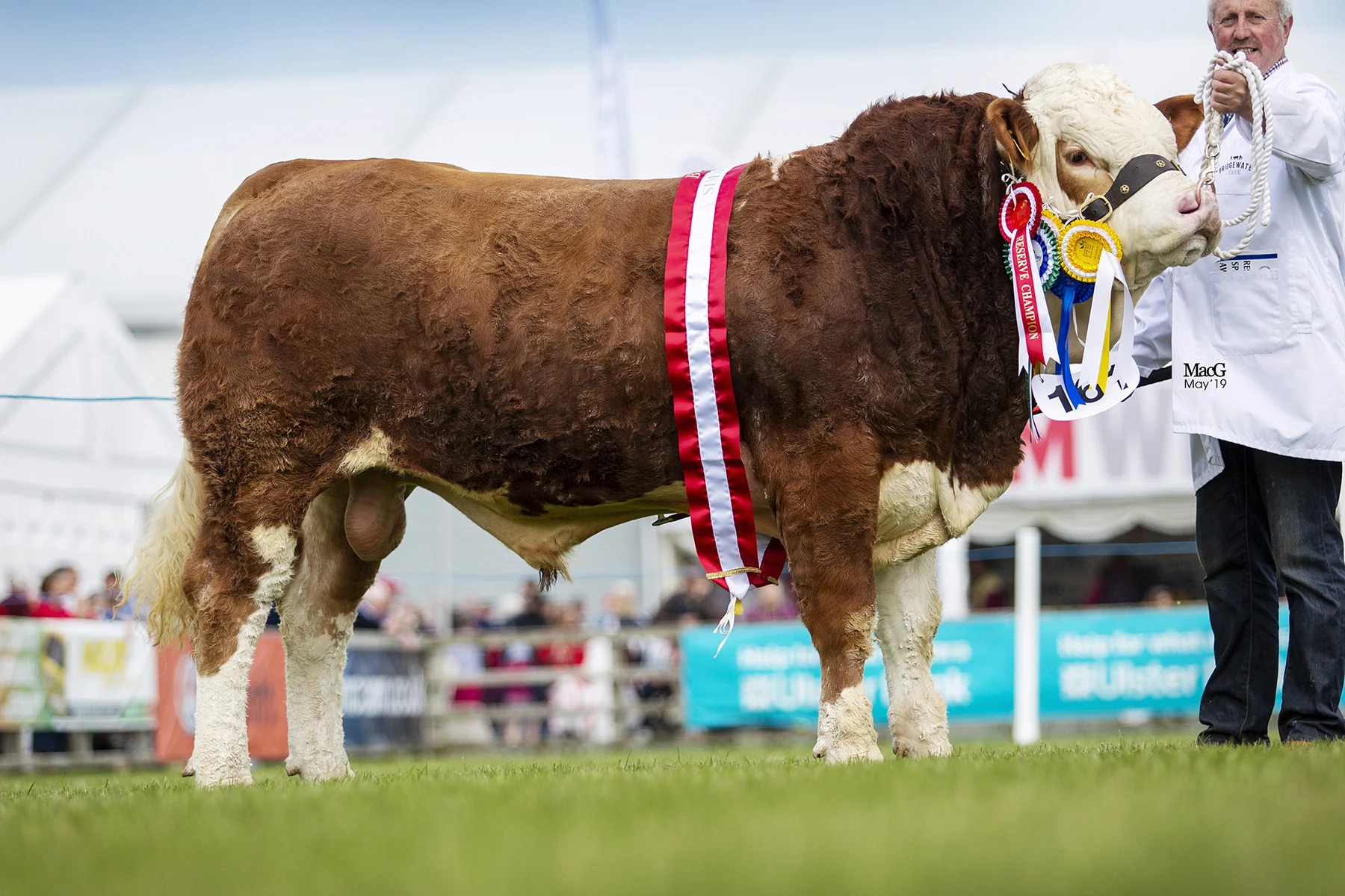 Bridgewater Farm Jed bred by Nigel Glasgow, Cookstown, was the Reserve Junior and Reserve Supreme Champion at the 151st Balmoral Show. Picture: MacGregor Photography