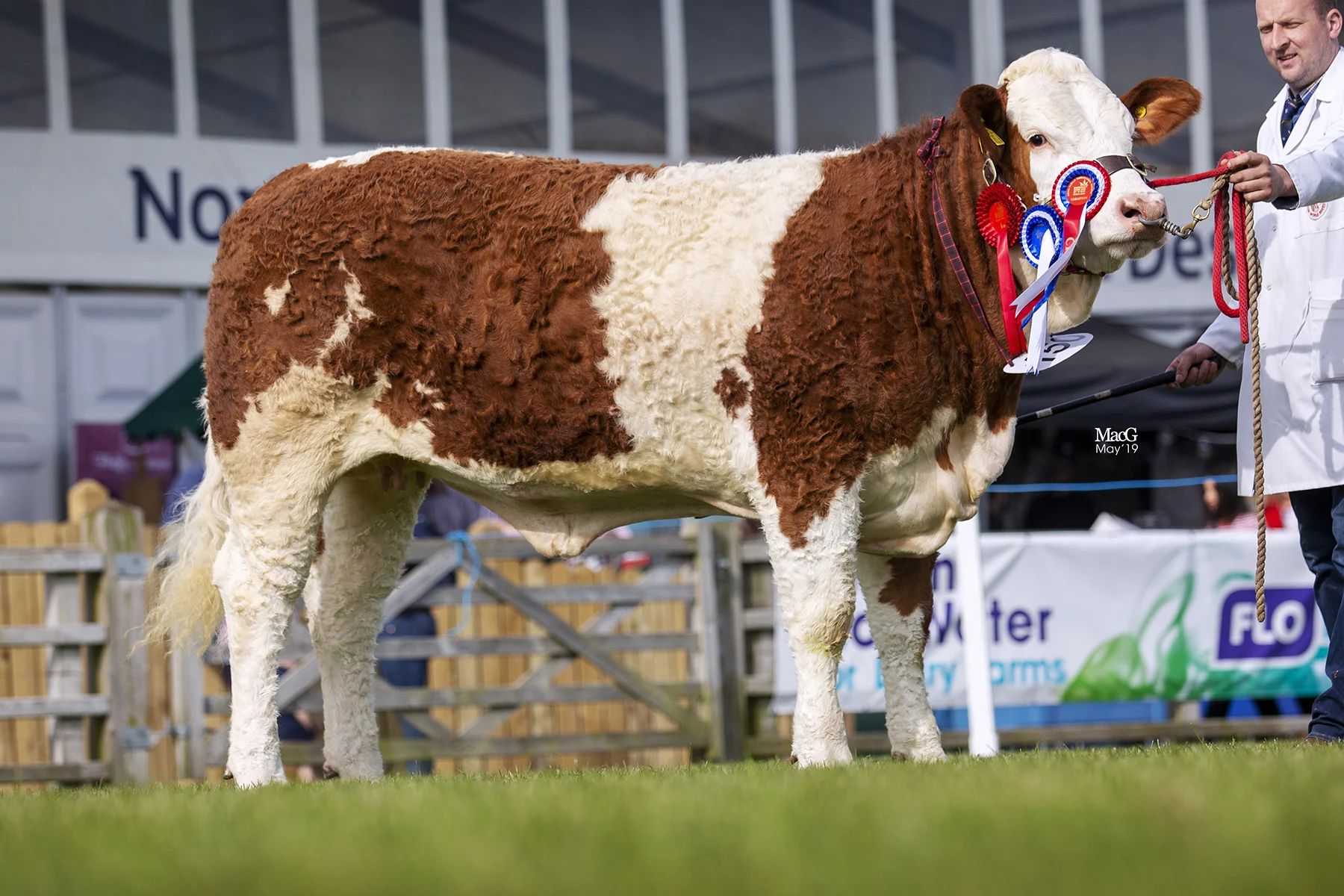 Female Champion was Ranfurly Weikel 23rd bred by WD and JD Hazelton, Dungannon. Picture: MacGregor Photography