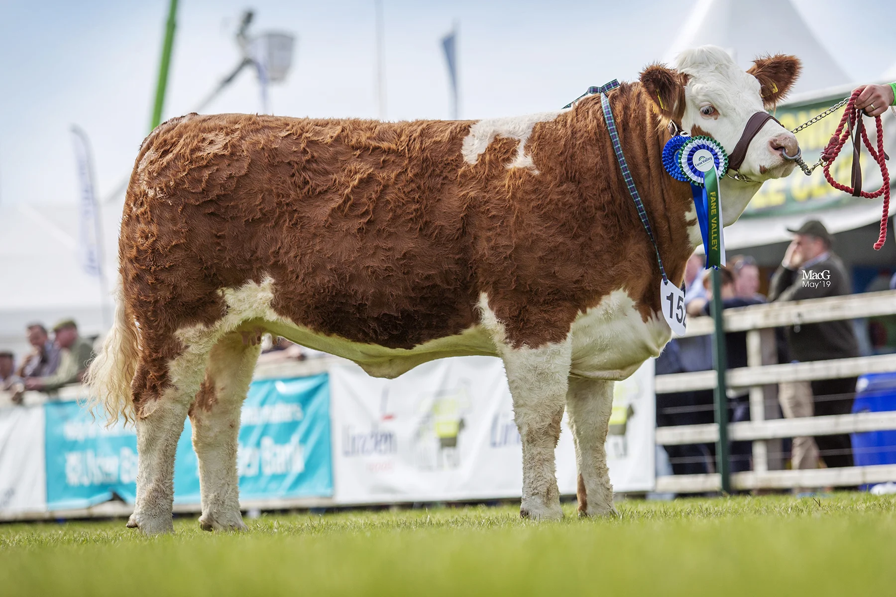 Zara Clarke, Tynan, stood second in the Intermediate Heifer Class with Breaghey Leading Lady. Picture: MacGregor Photography