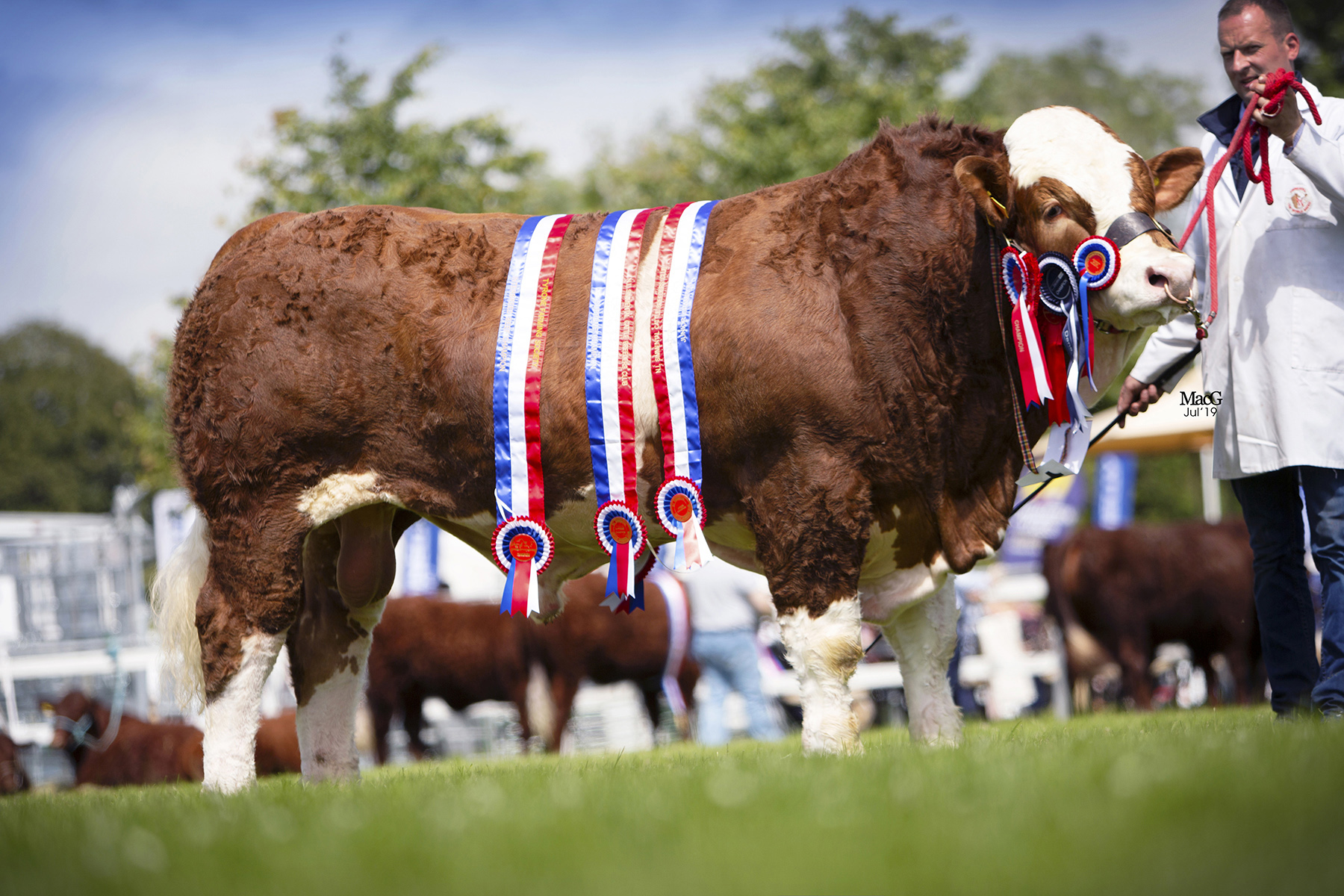 Ranfurly Jameson was junior champion, male champion and supreme overall champion at the NI National Simmental Show, held at Omagh.