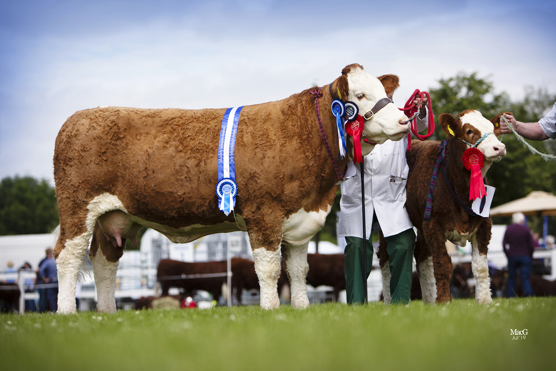Female and reserve supreme champion was the Hazelton family’s Ranfurly Weikel 18th shown with heifer calf at foot.