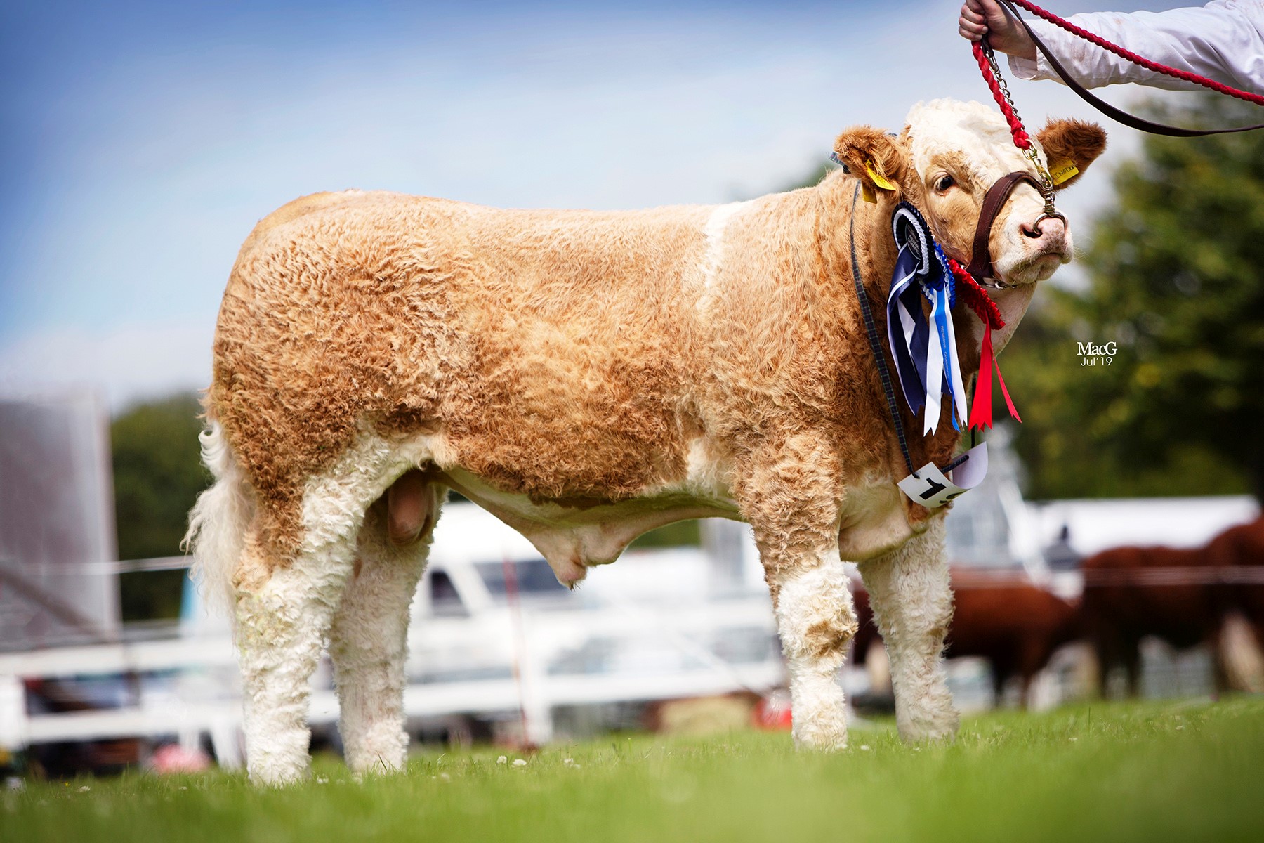Five-month-old Breaghey Kingdom, owned by Andrew and Zara Clarke, Tynan, was the winner of the bull calf class.
