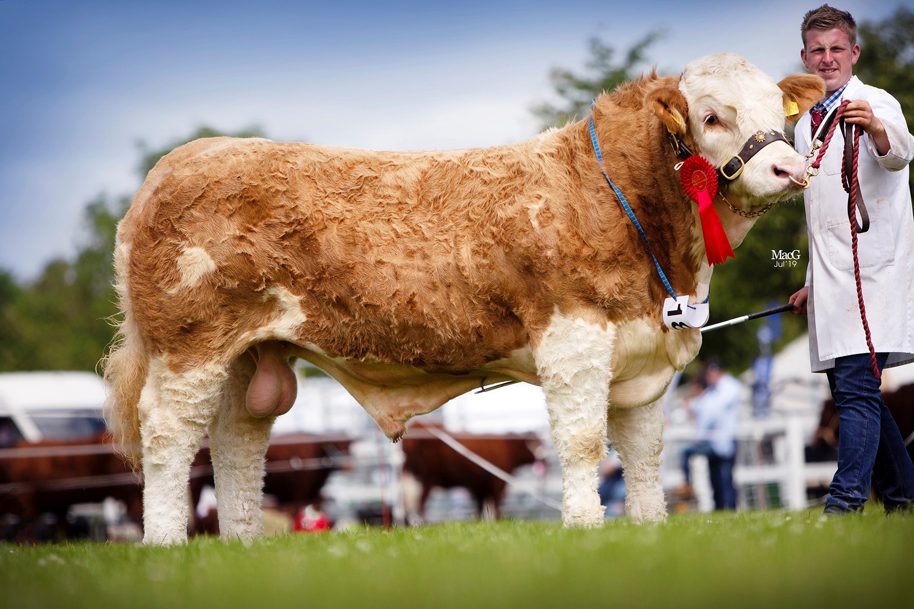 Alan Burleigh exhibited junior bull class winner Derrycallaghan Jackpot at the NI National Simmental Show, held at Omagh.