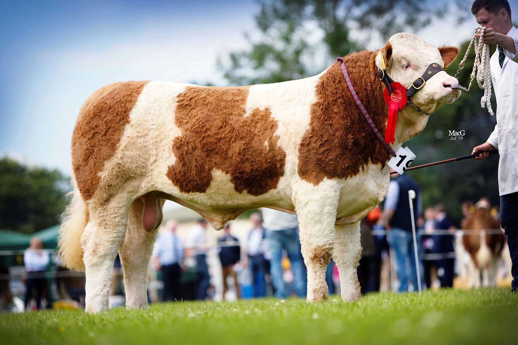Shane and Paul McDonald’s Coolcran Jameson was a junior bull class winner at the NI National Simmental Show.