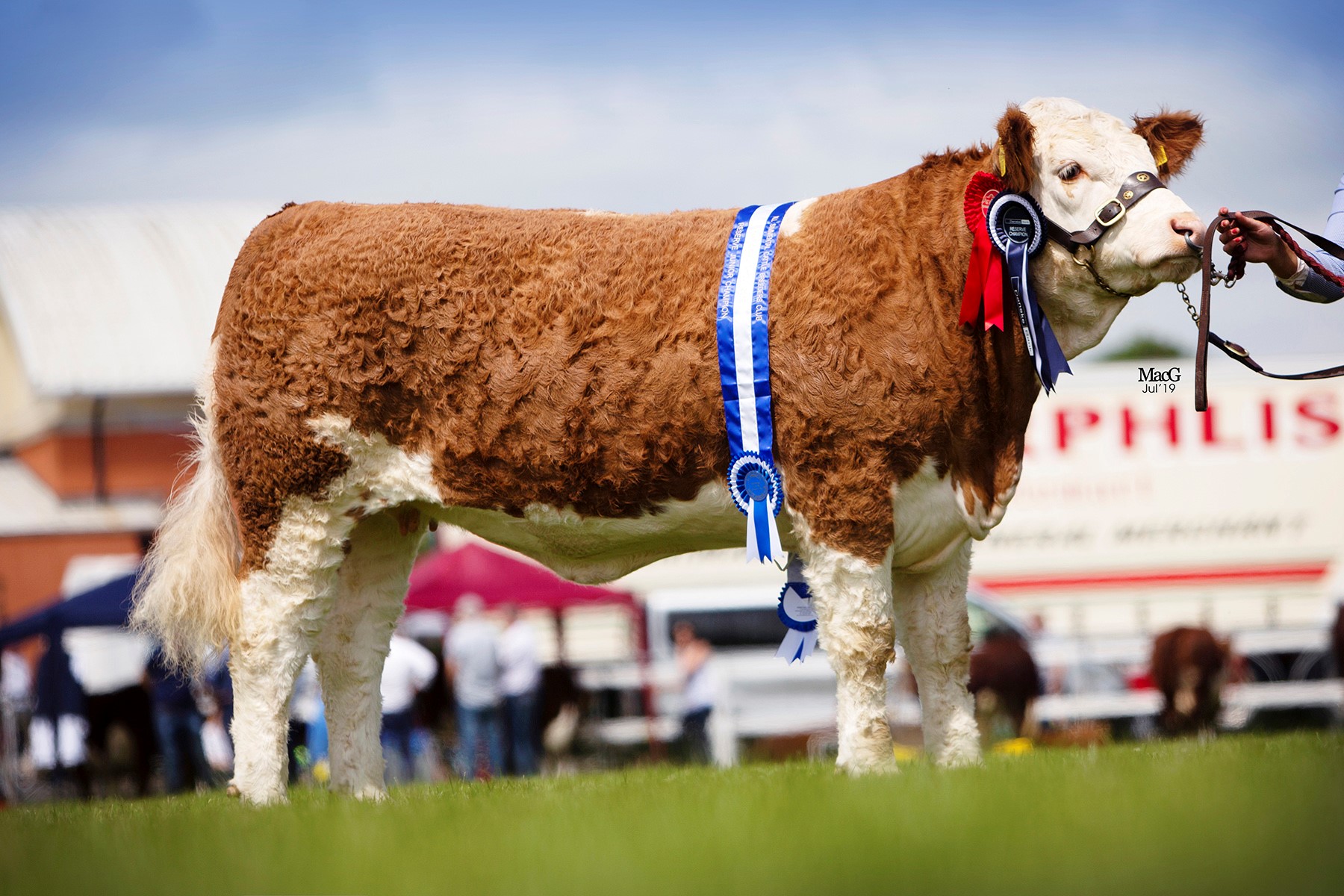 Cleenagh Jessica, owned by Julie Stinson, Enniskillen, was the winner of the junior heifer class.