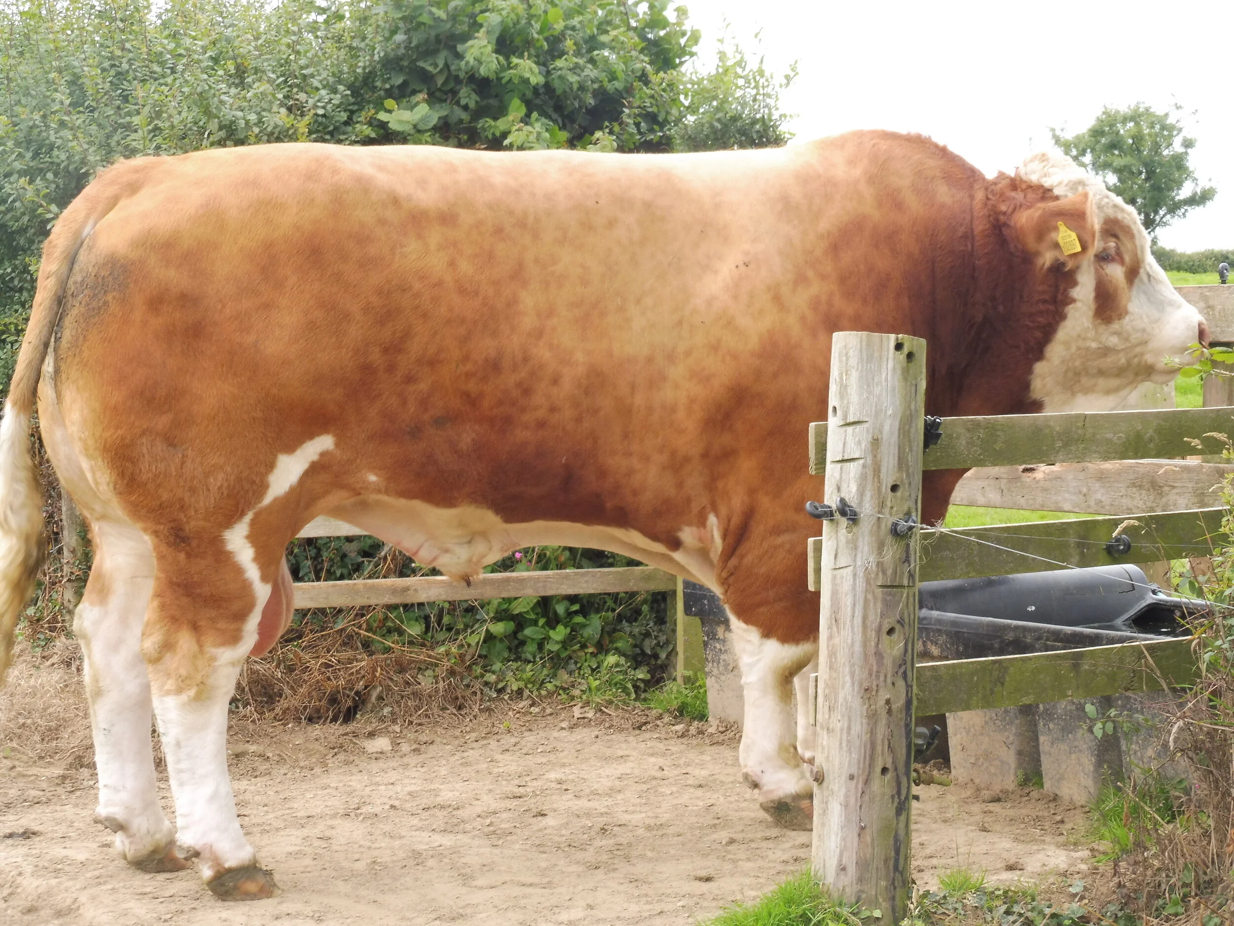 For Sale/Wanted — British Simmental Cattle Society