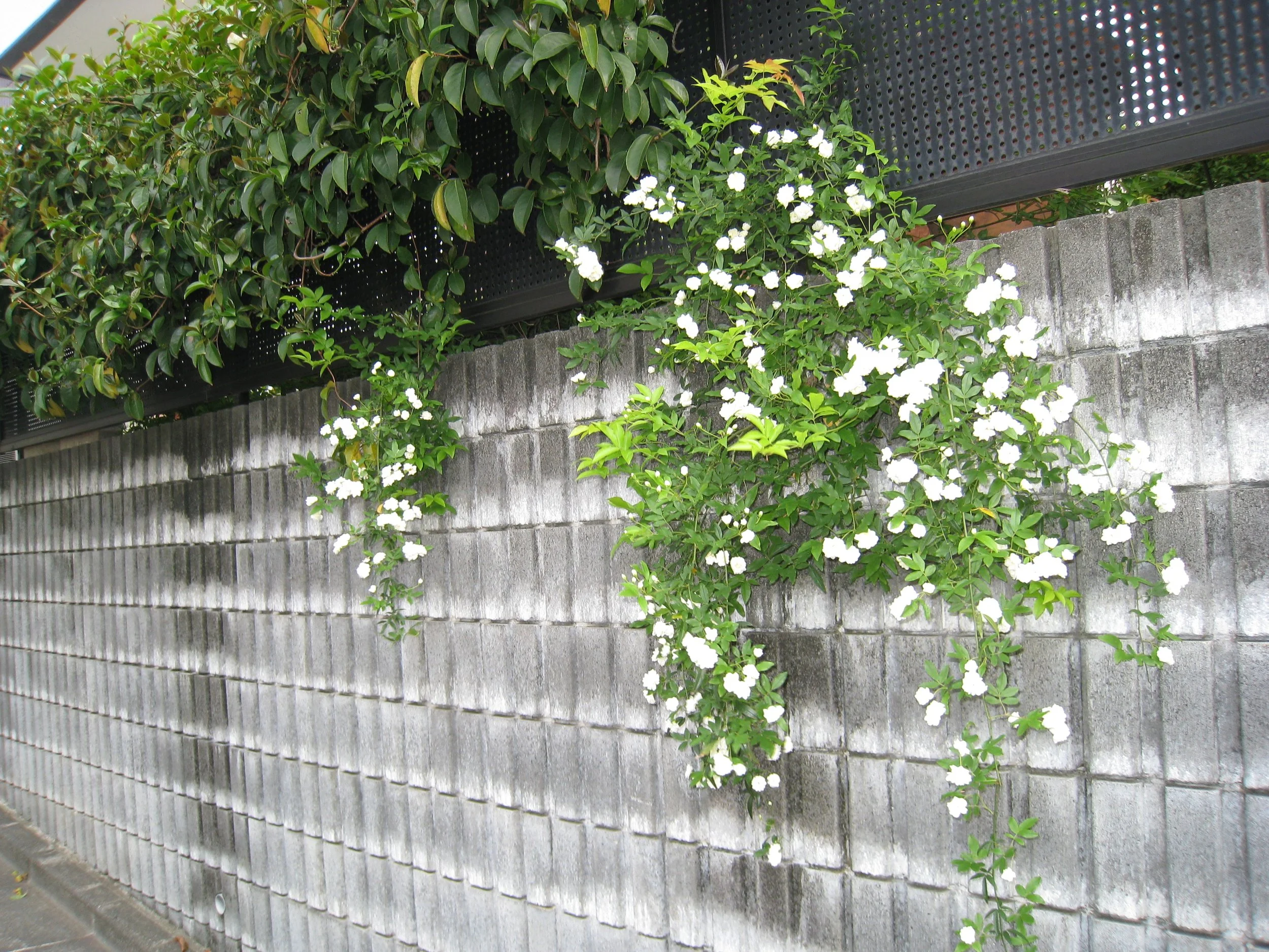 Some flowers from Tokyo