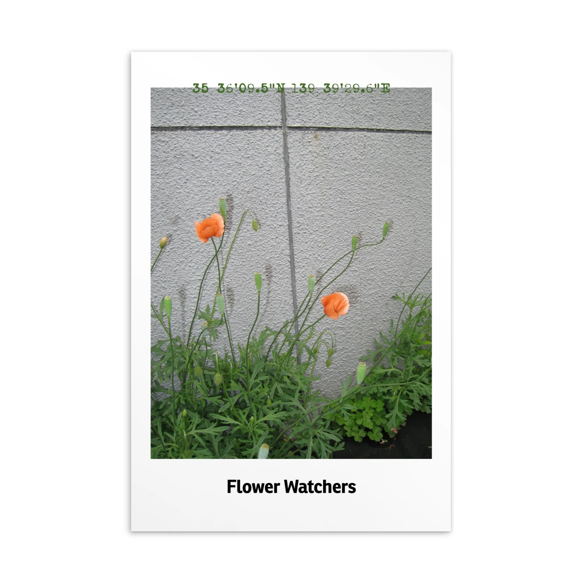 FIELD NOTES: TOKYO — "Like Poppies" Postcard
