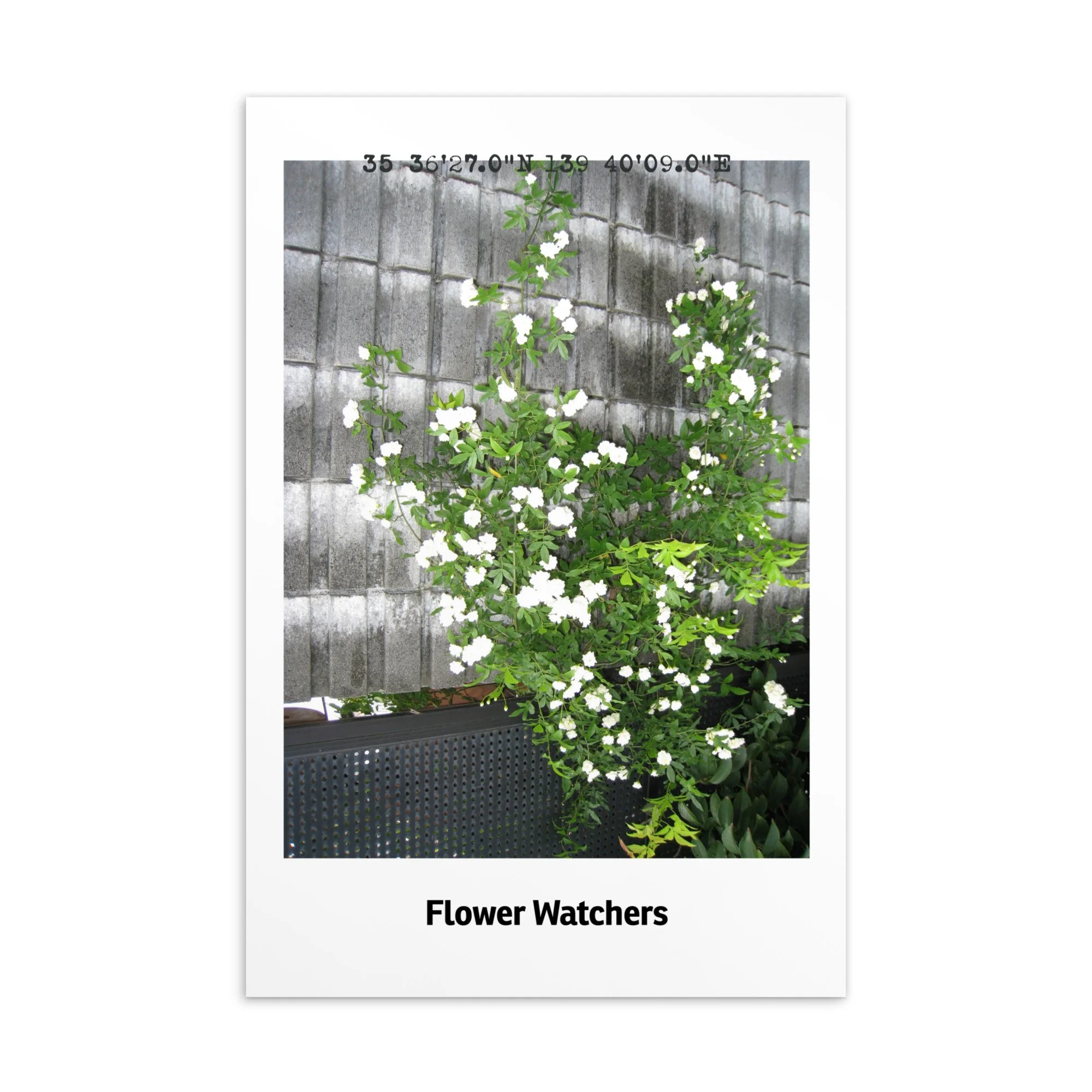 FIELD NOTES: TOKYO — "White Flowers, Grey Wall" Postcard