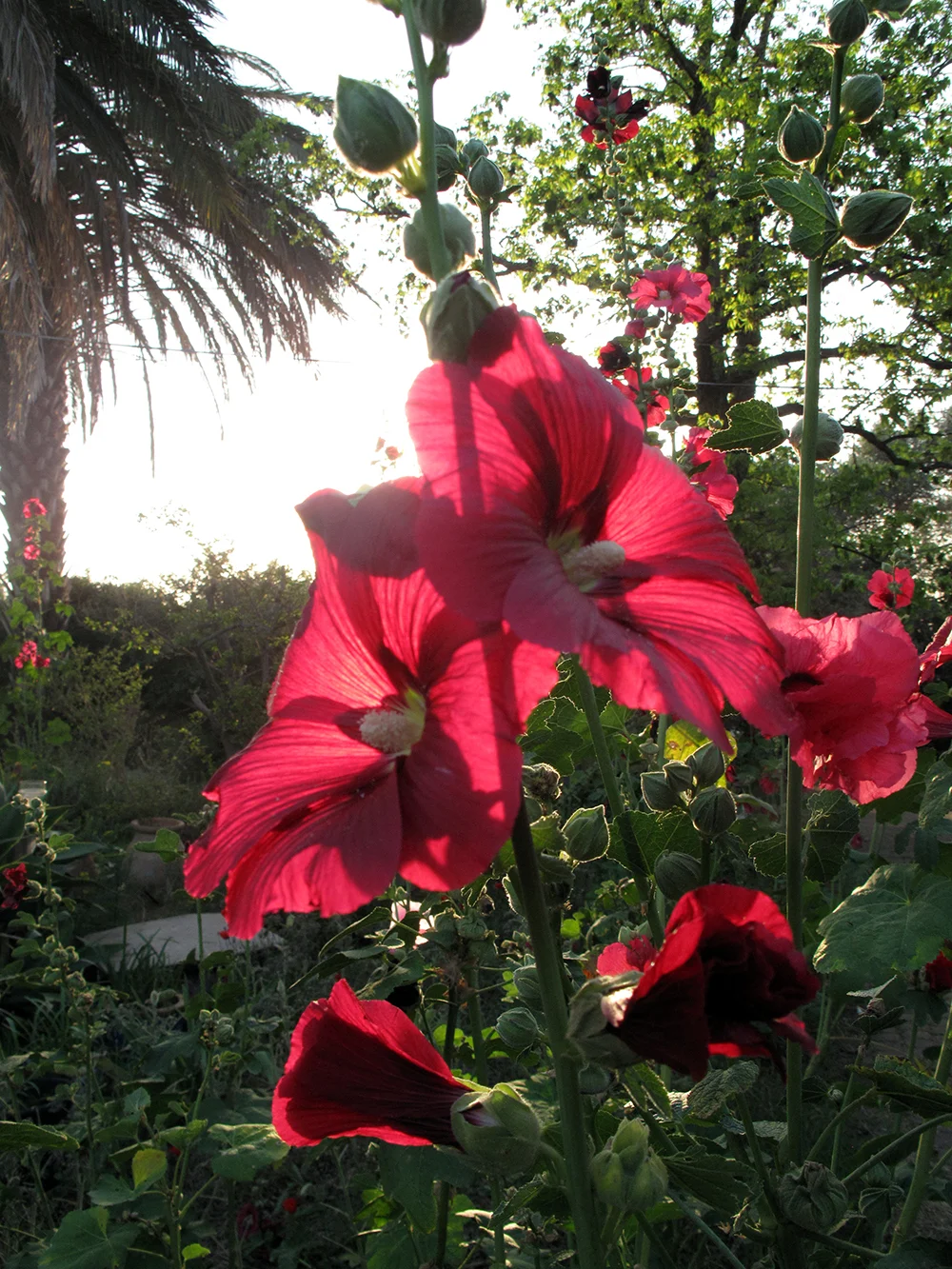 IMG_1141.jpg