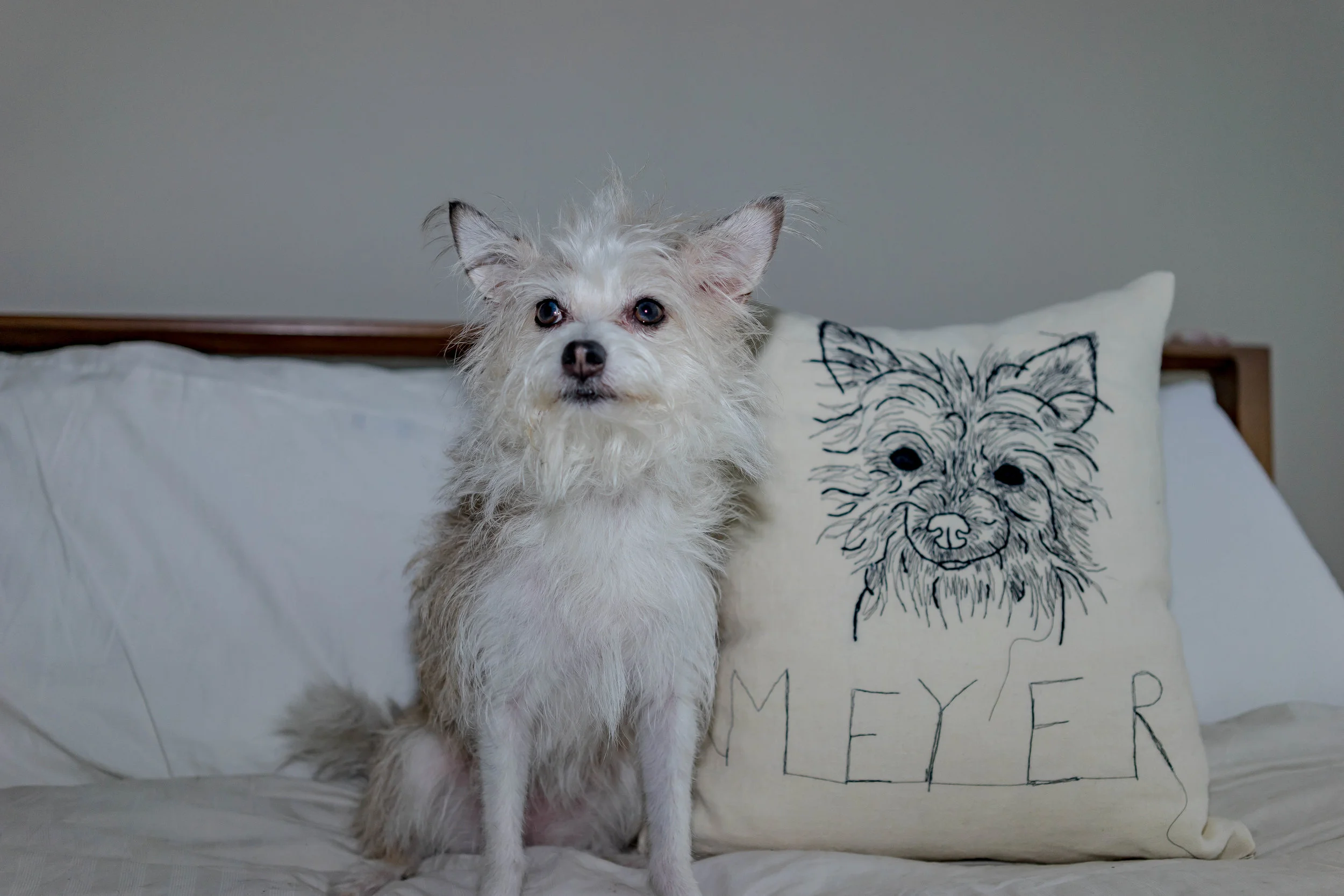 meyer and pillow 2.jpg