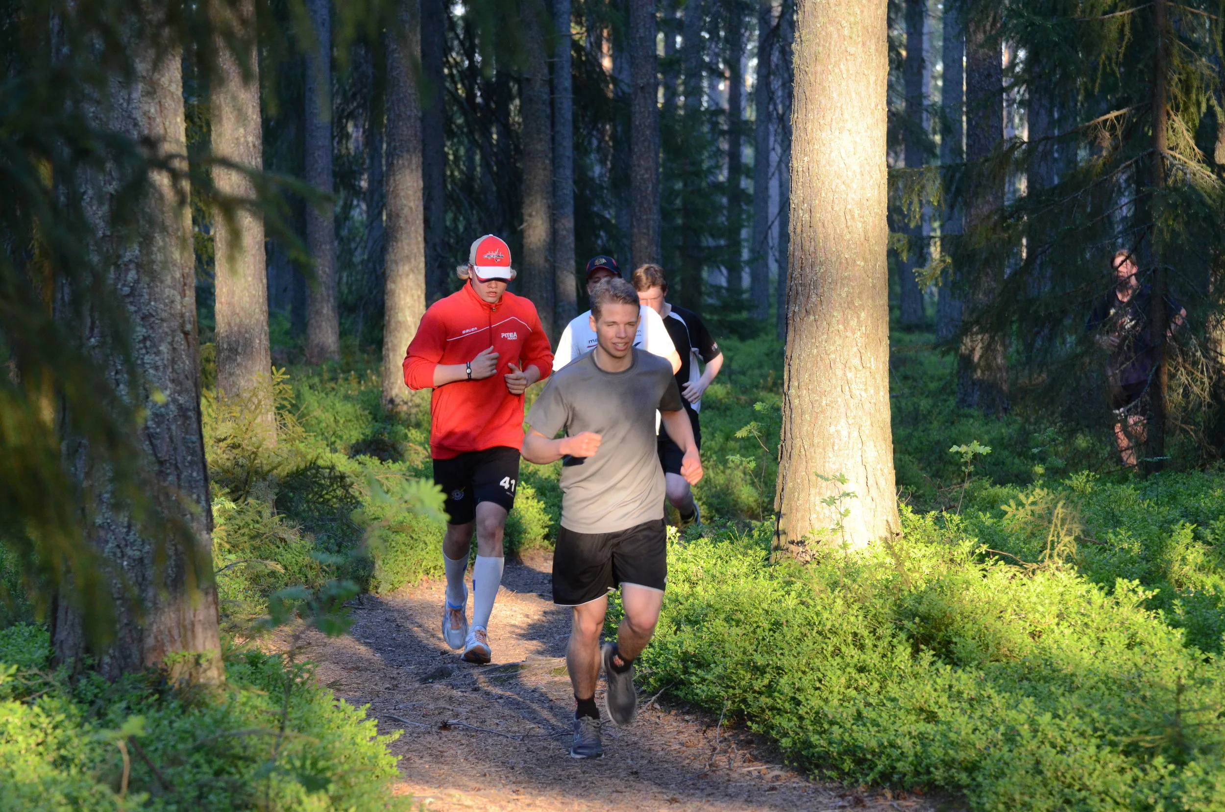 Löparslingor i skogen