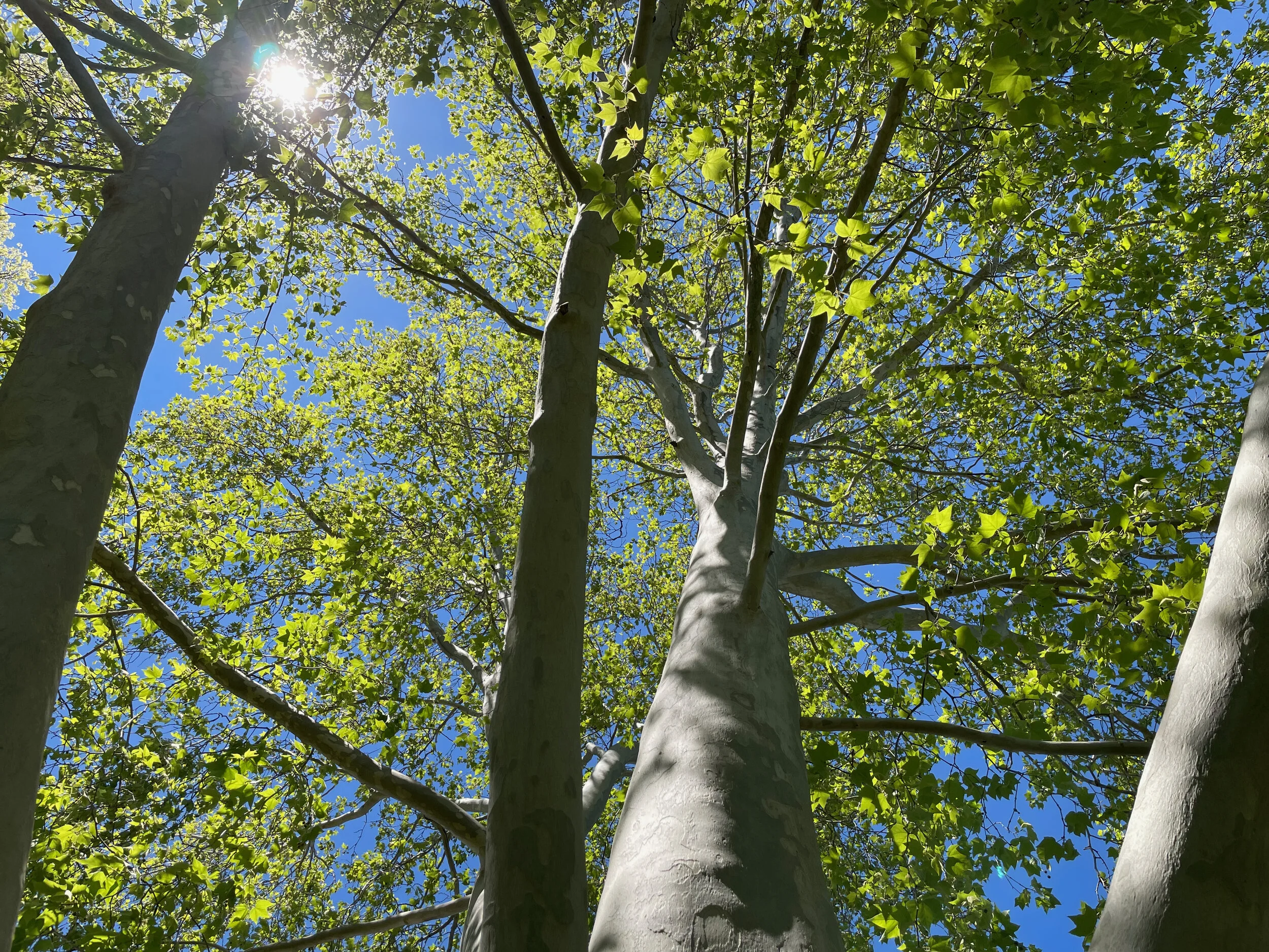 The Greenery and The Bluery