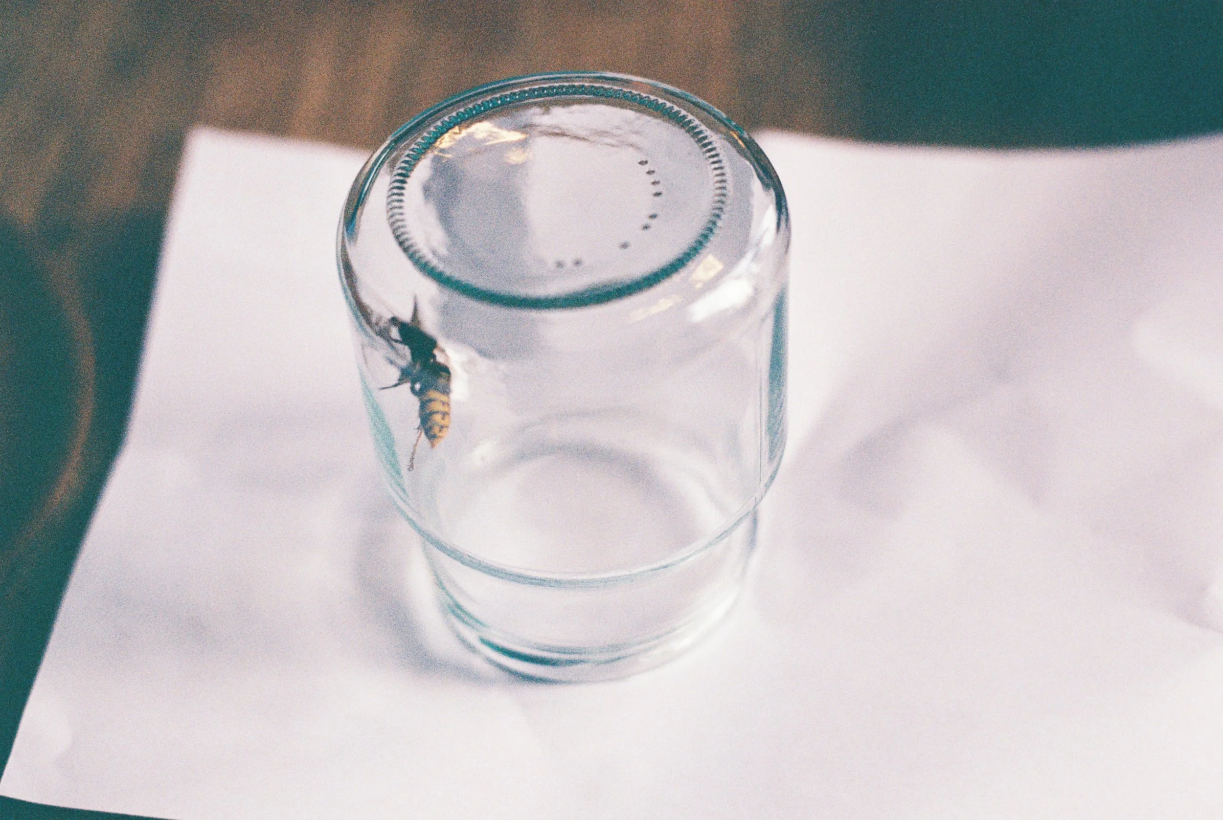 2024_Nytt UtvalgProsjekt skogen_12.JPG