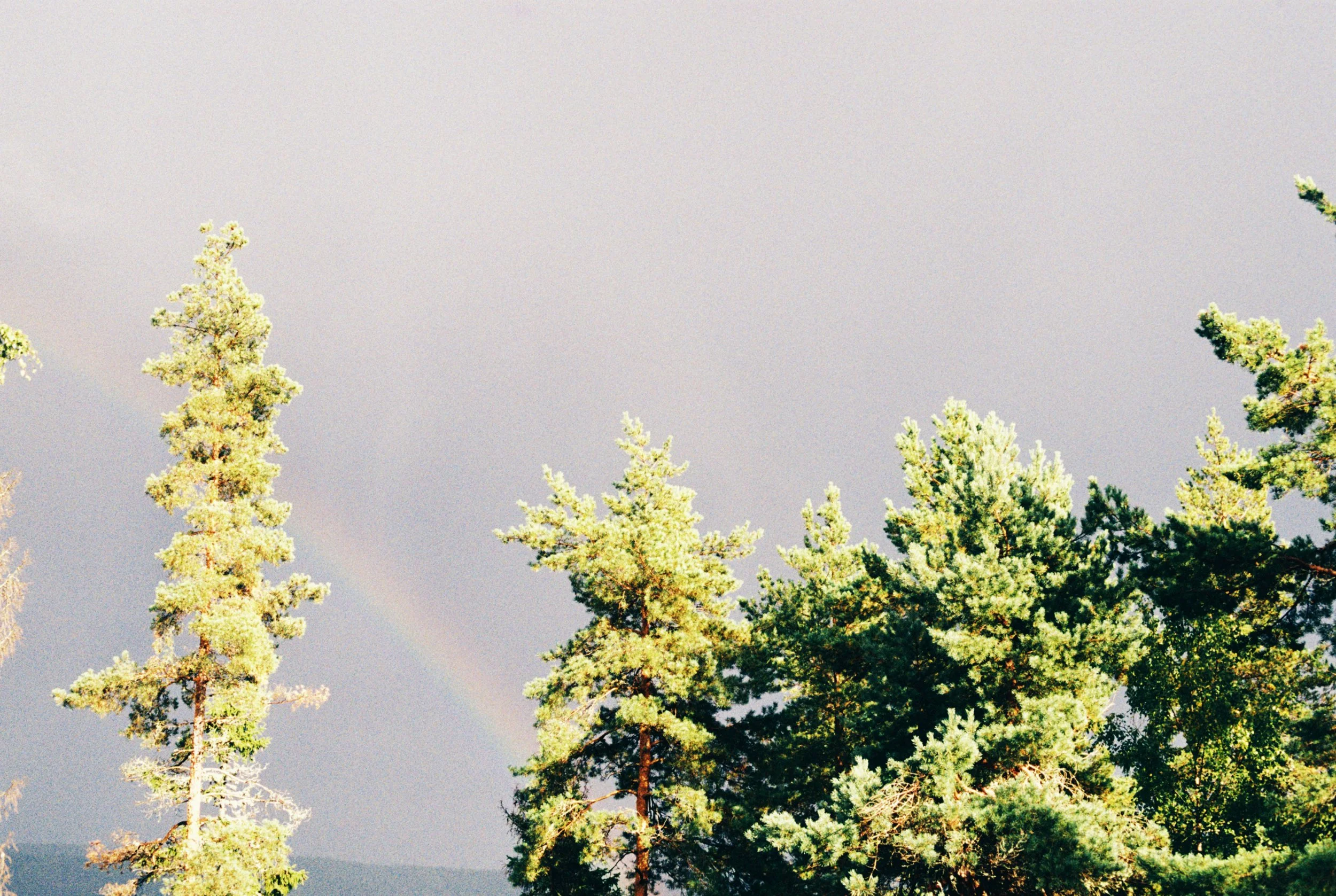 2024_Nytt utvalg_Prosjekt Skogen__del 2_03.JPG