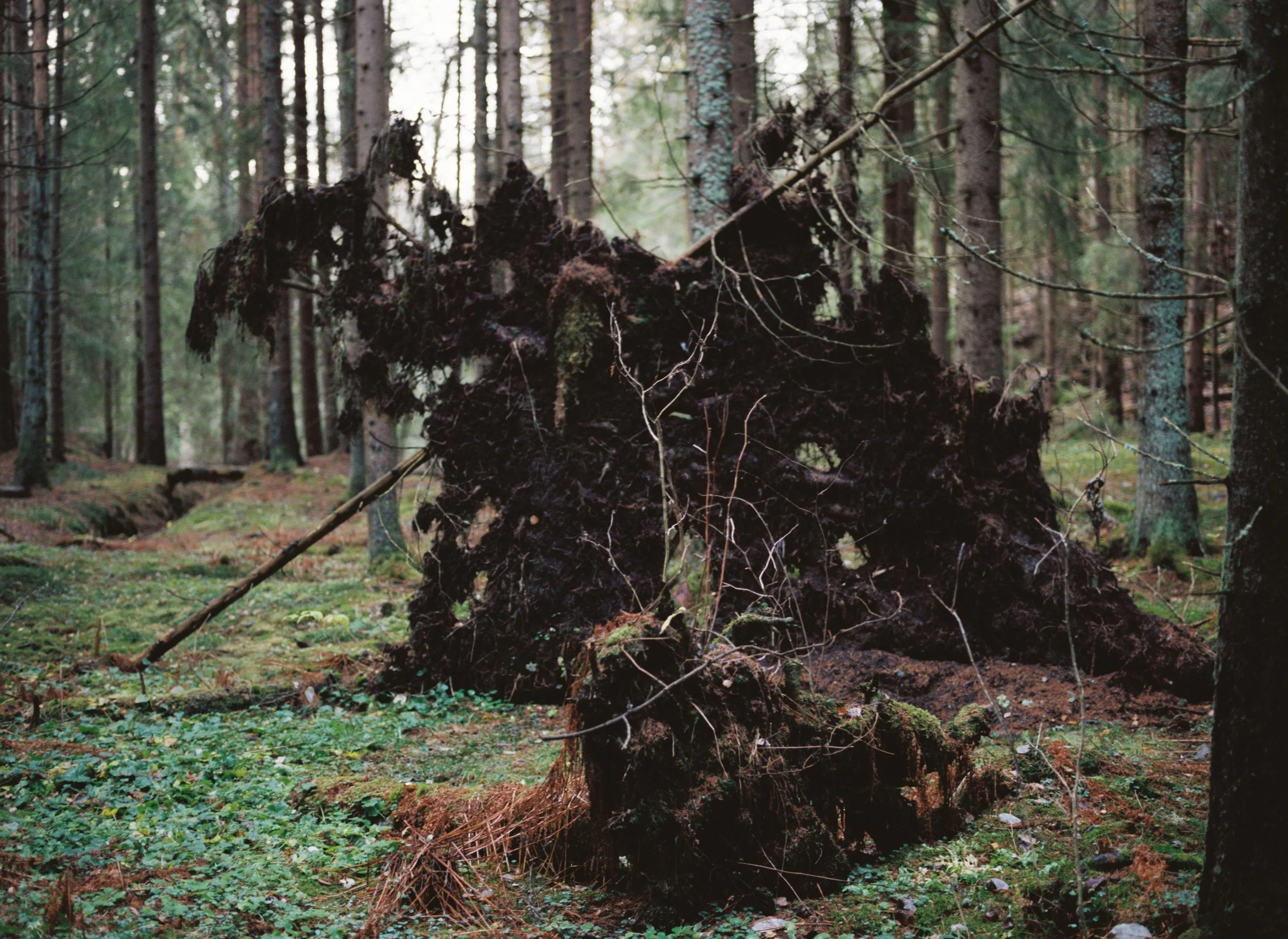 2024_Nytt utvalg_Prosjekt Skogen__del 3_13 11.39.23.JPG