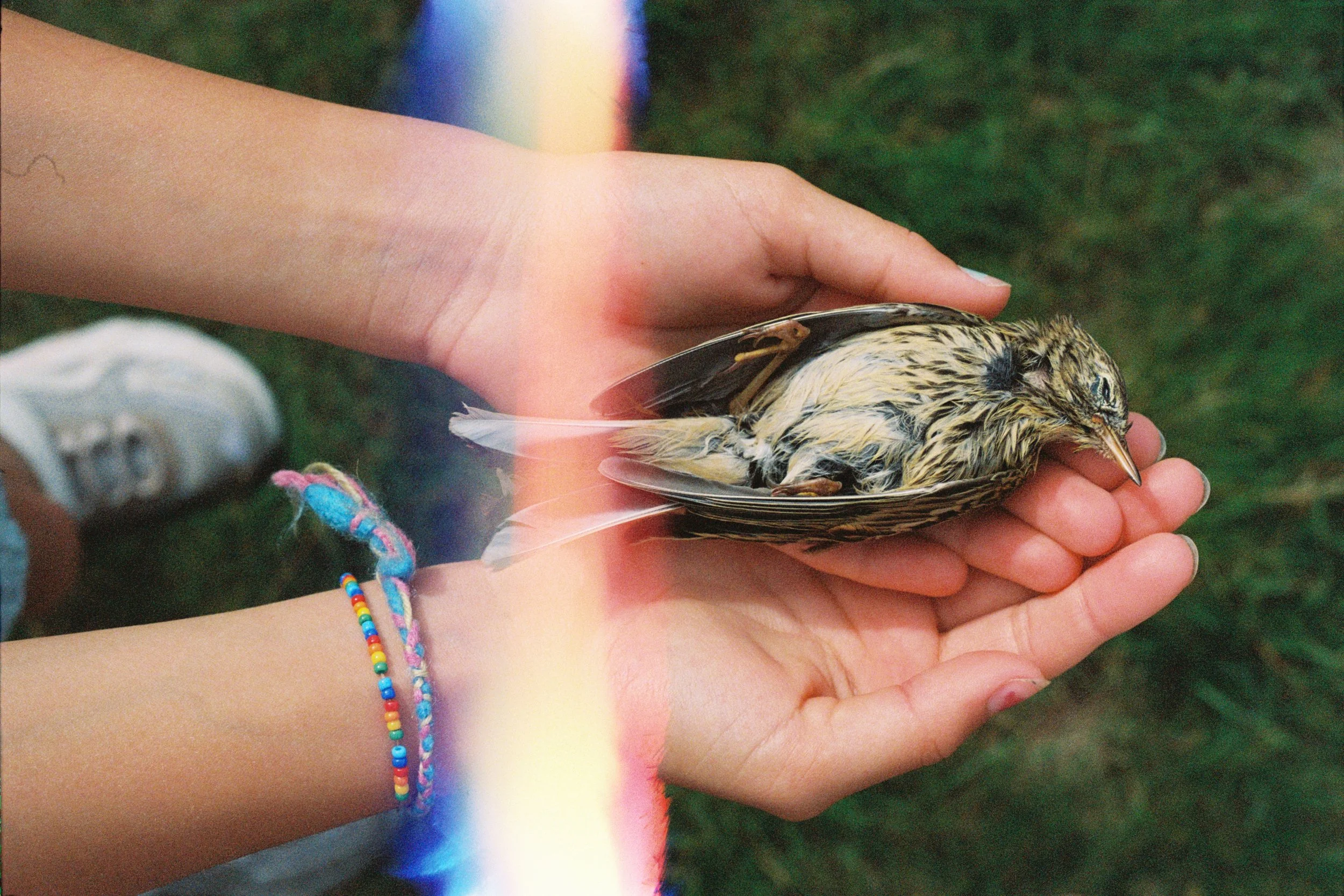 2024_Nytt UtvalgProsjekt skogen_13 11.39.23 11.39.23.jpg