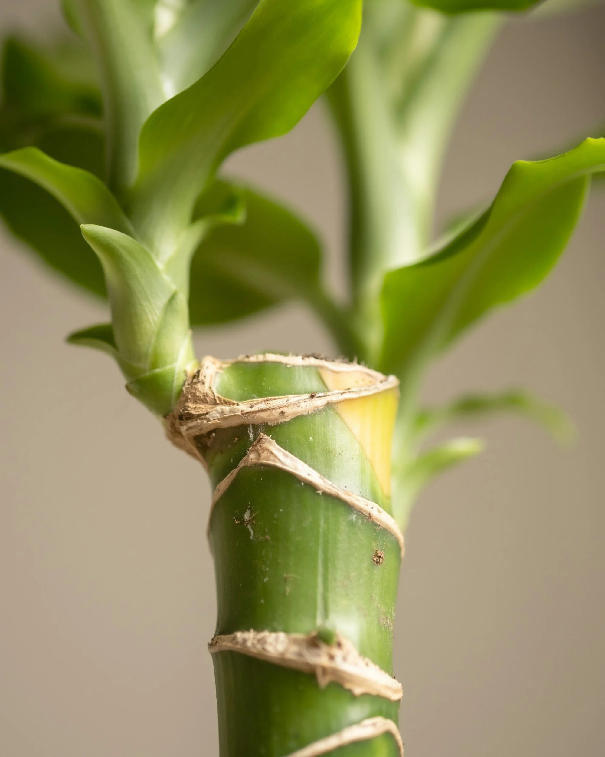 Healing from Trauma and PTSD