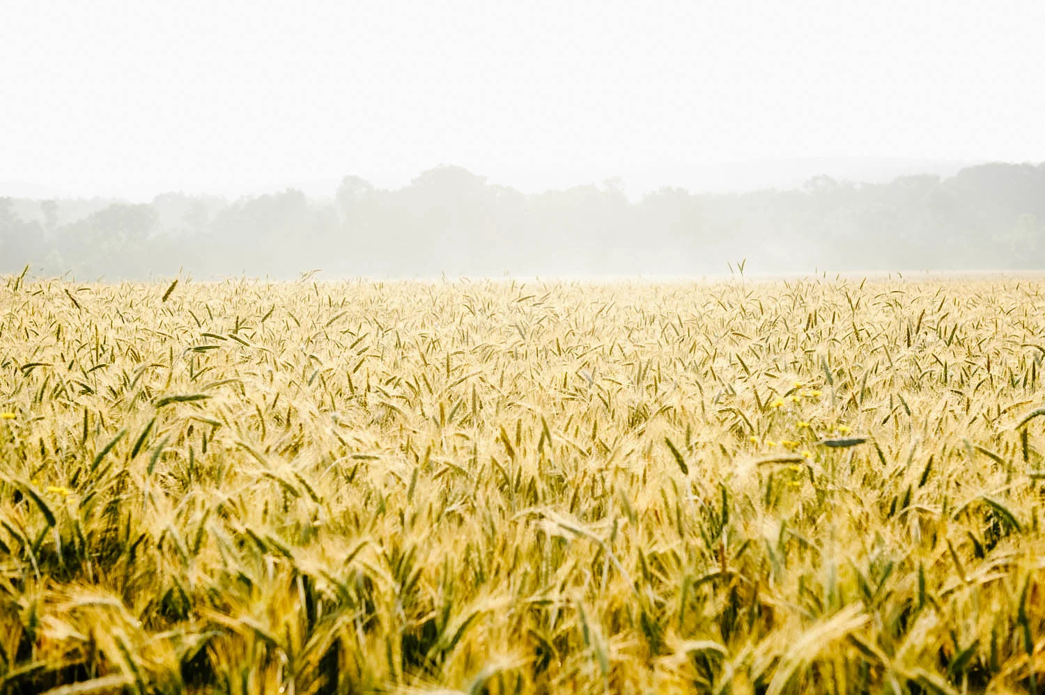 Four_Star_Farms_003.jpg