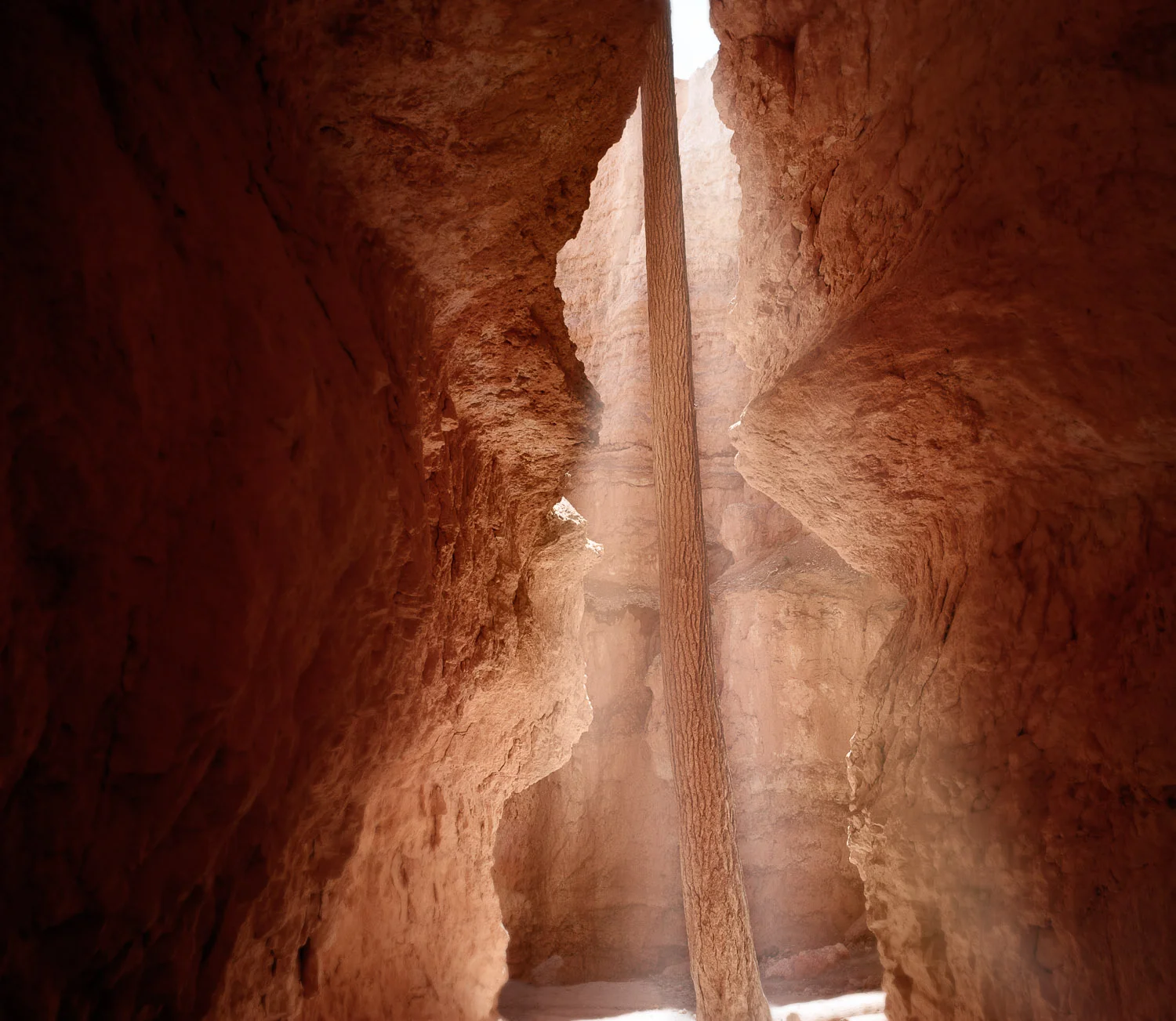 Navajo Tree, Bryce Canyon, Utah