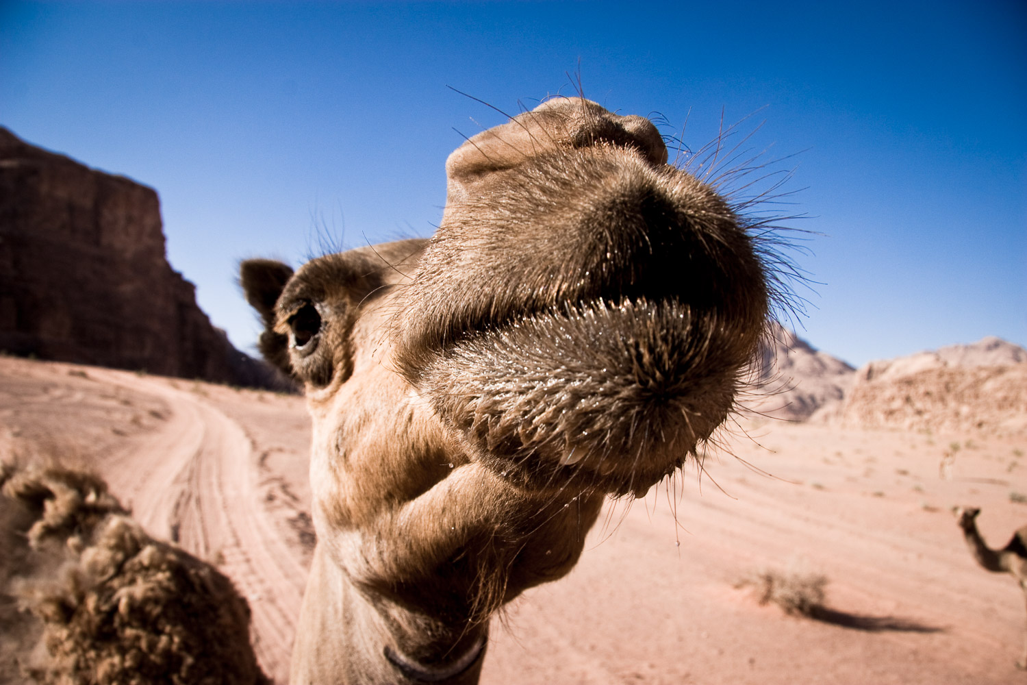 Sharing water with a camel in Wadi Rum, Jordan