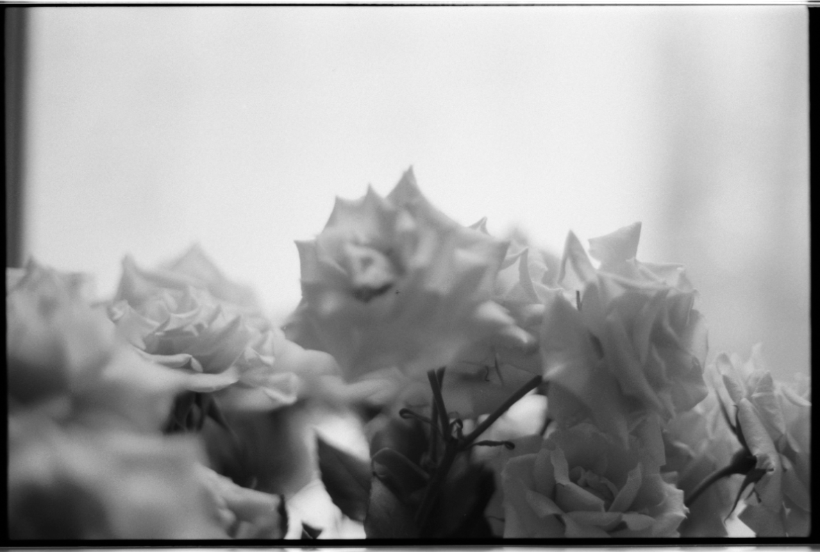 MM_Dead Roses_2.png