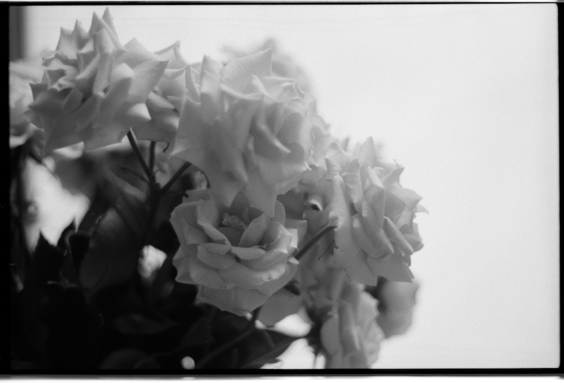 MM_Dead Roses_1.png