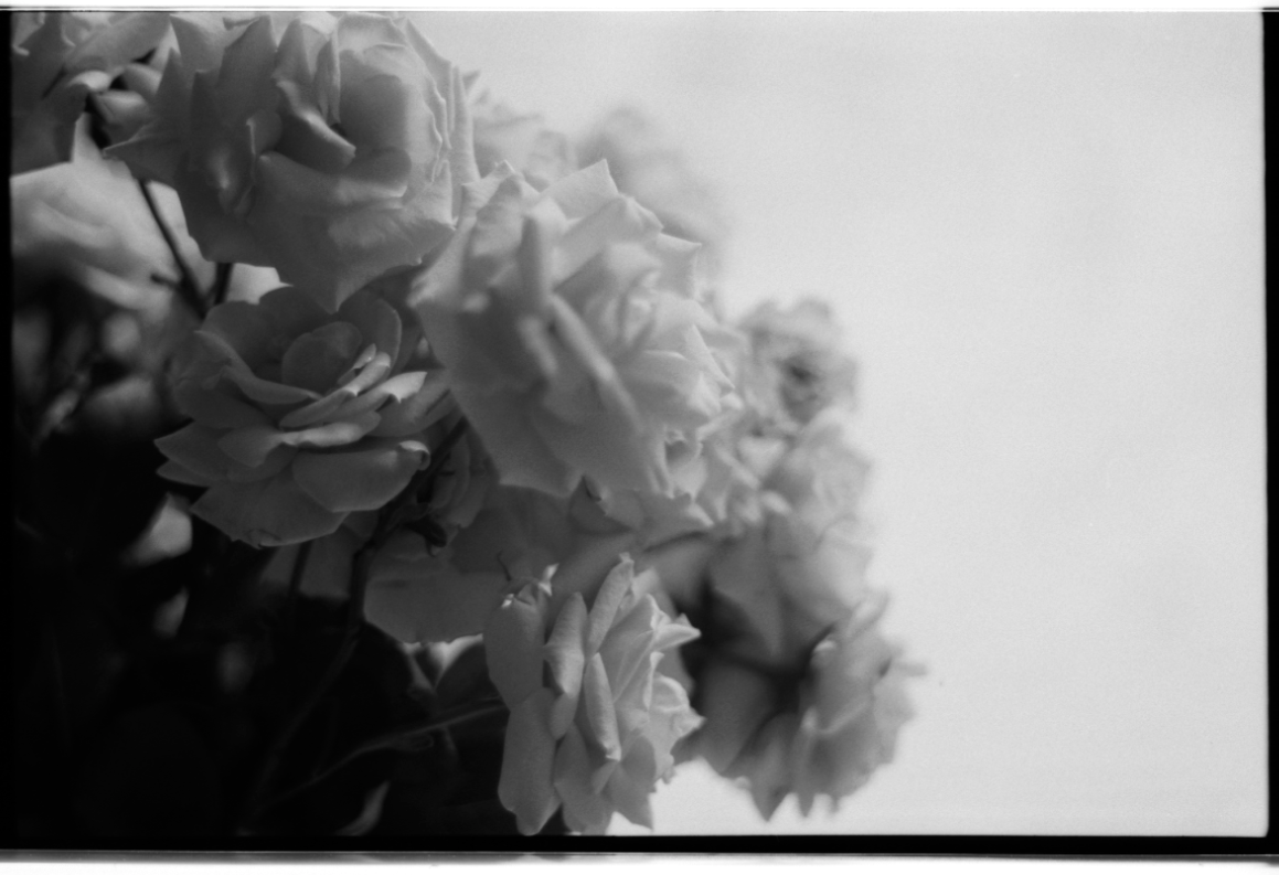 MM_Dead Roses_5.png