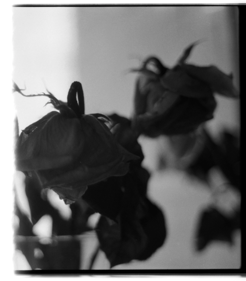 MM_Dead Roses_6.png