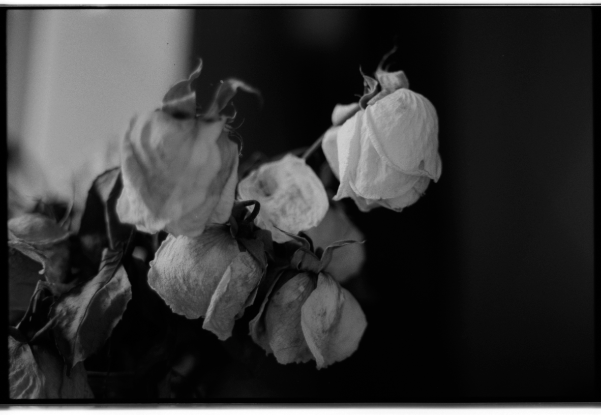 MM_Dead Roses_7.png