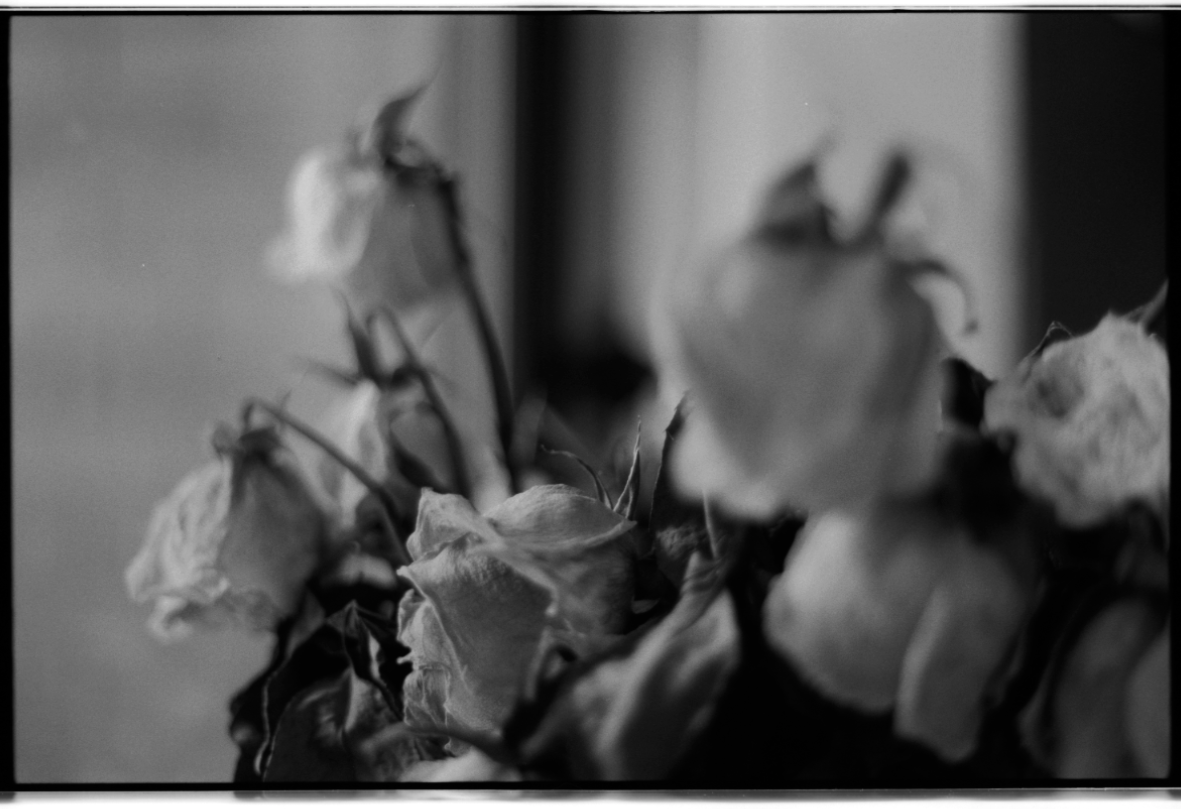 MM_Dead Roses_8.png