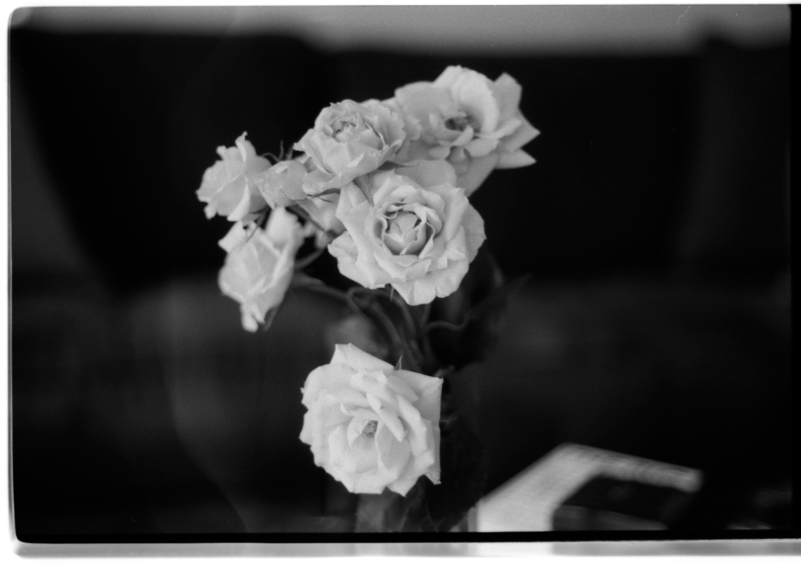 MM_Dead Roses_10.png